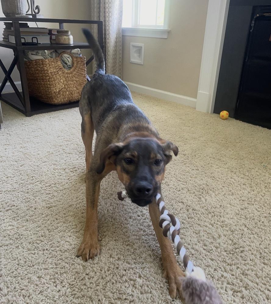 Enlarge Delta nka Emma, a Adopted mixed breed in Lancaster, PA image 2/6
