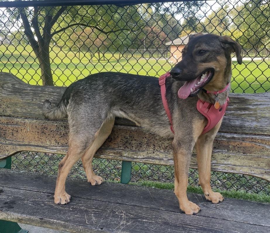 Enlarge Delta nka Emma, a Adopted mixed breed in Lancaster, PA image 3/6