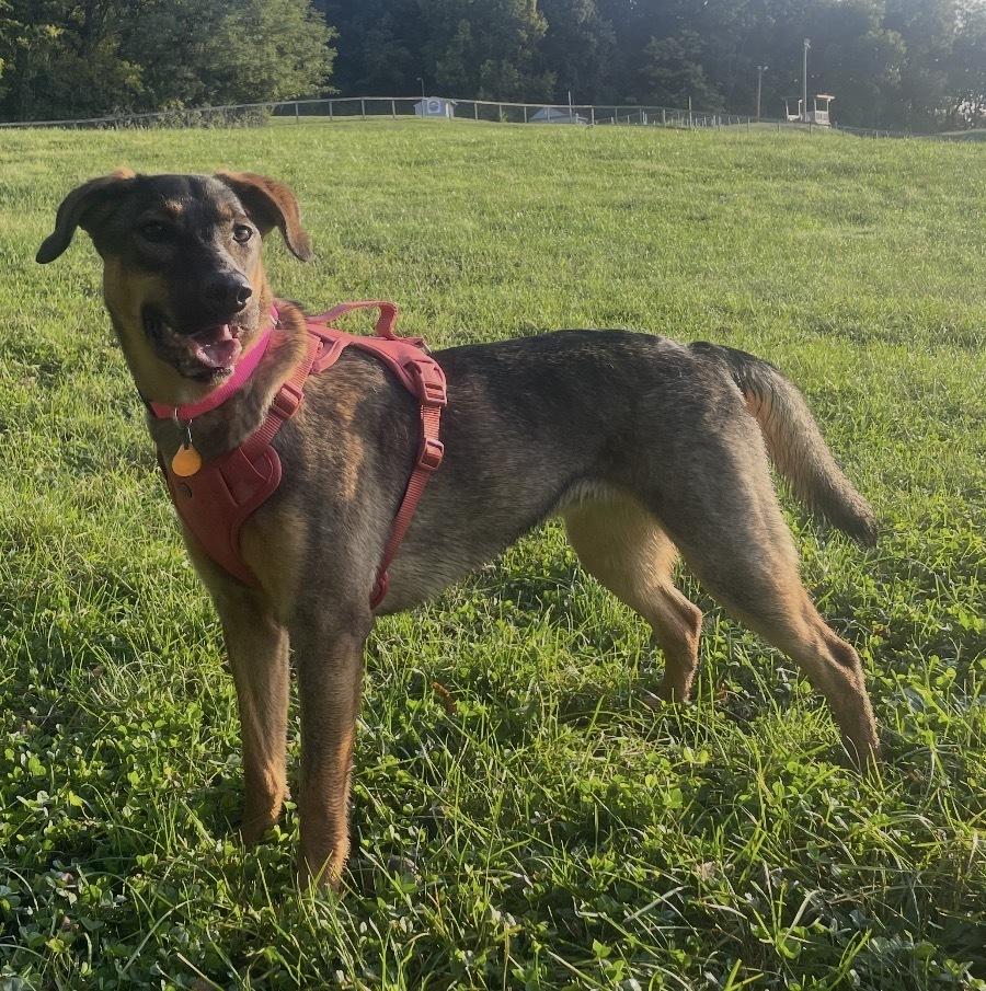 Enlarge Delta nka Emma, a Adopted mixed breed in Lancaster, PA image 4/6