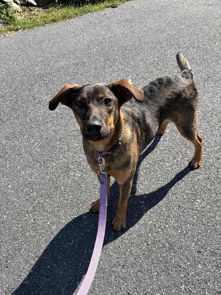Enlarge Delta nka Emma, a Adopted mixed breed in Lancaster, PA image 6/6