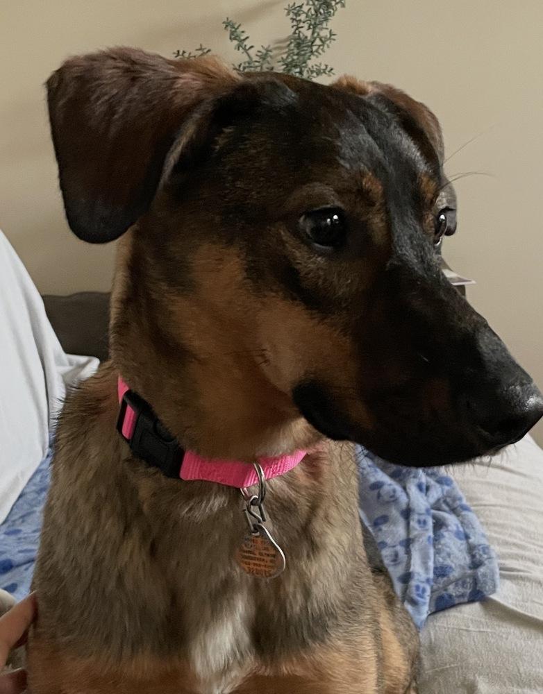 Enlarge Delta nka Emma, a Adopted mixed breed in Lancaster, PA image 5/6