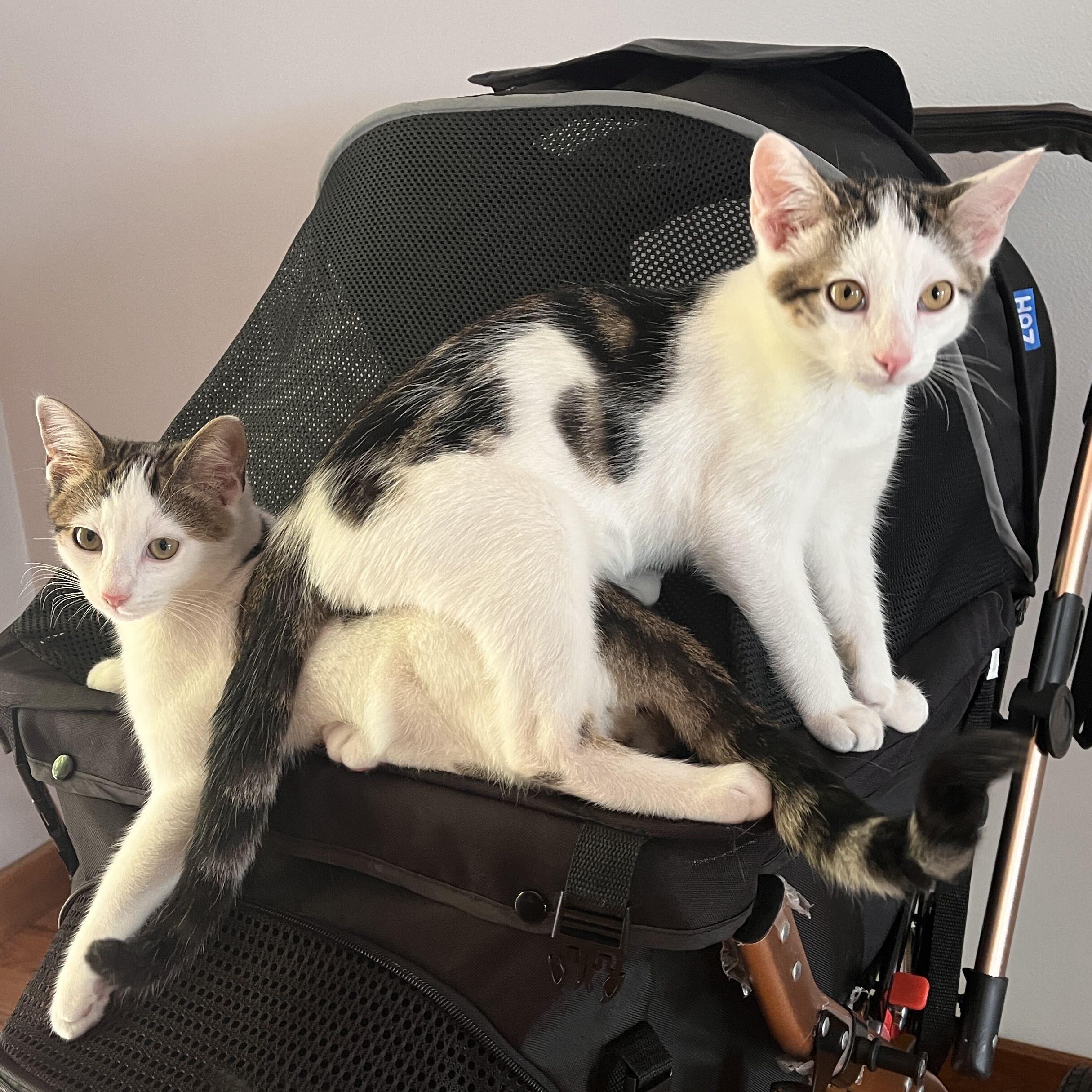Boba and Mochi, ADOPTABLE, Kitten Male Domestic Short Hair.