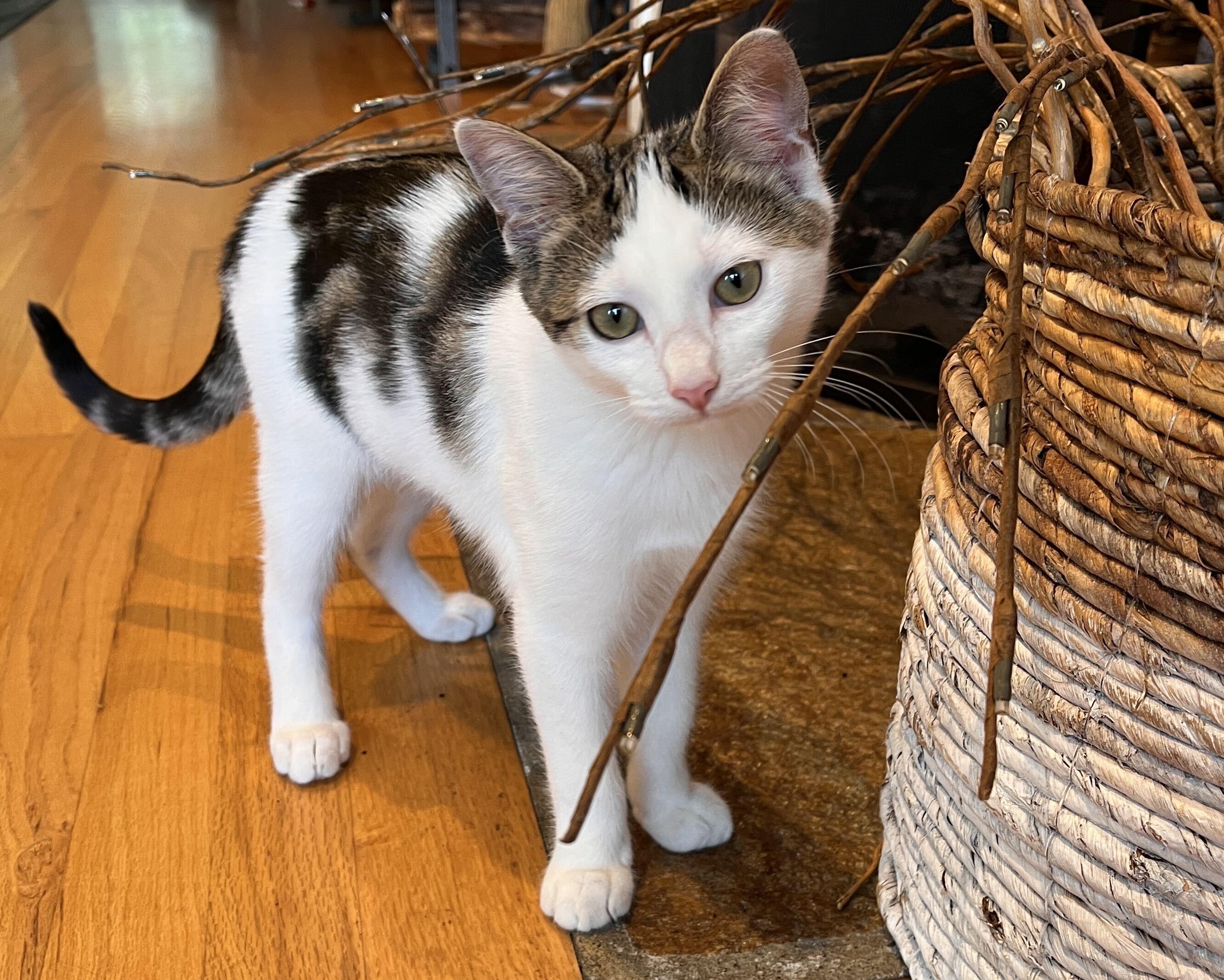 Enlarge Boba and Mochi, a ADOPTABLE Domestic Short Hair in Seattle, WA image 3/6