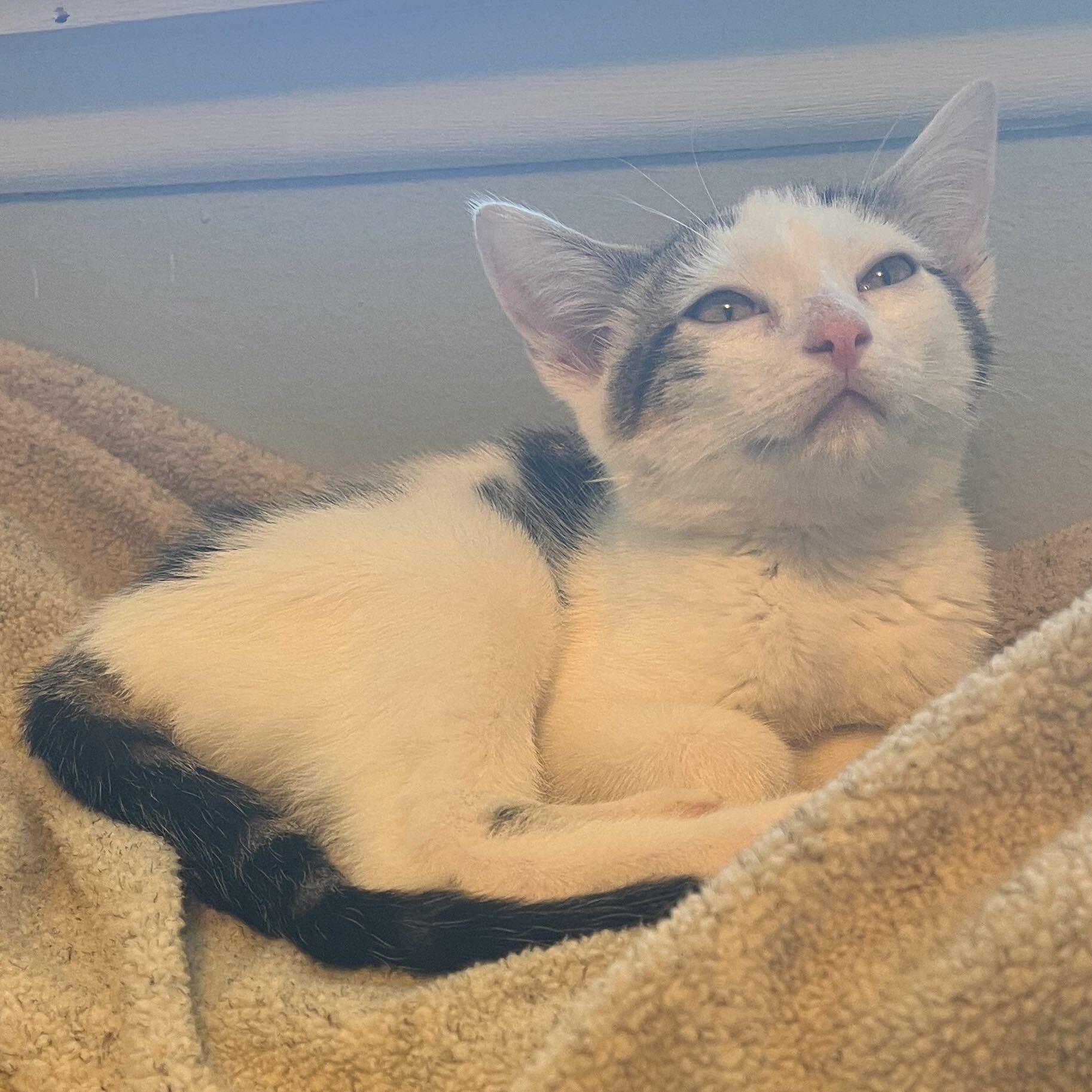 Enlarge Boba and Mochi, a ADOPTABLE Domestic Short Hair in Seattle, WA image 5/6