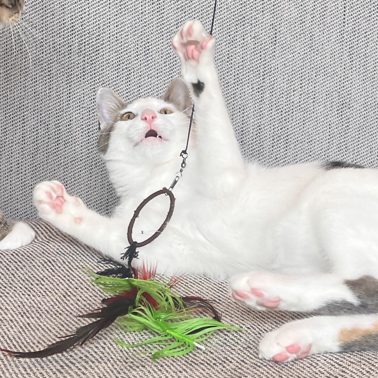 Enlarge Boba and Mochi, a ADOPTABLE Domestic Short Hair in Seattle, WA image 4/6