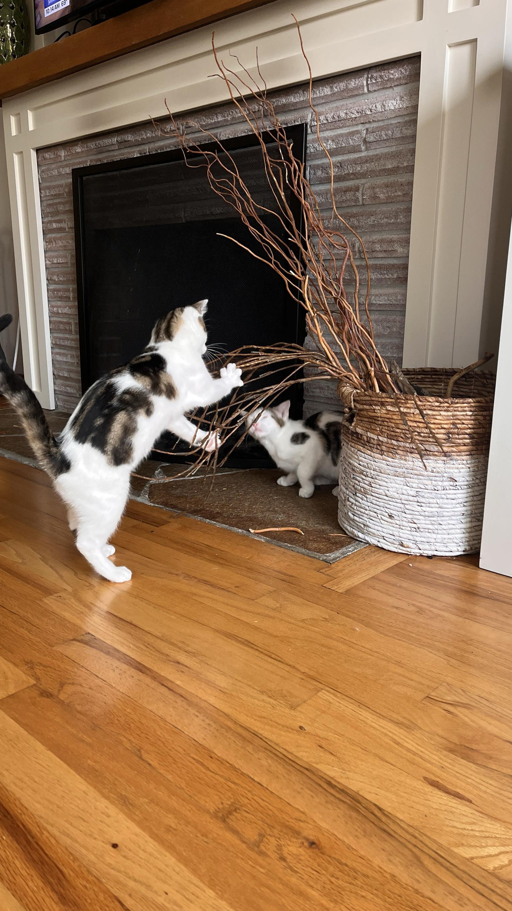 Enlarge Boba and Mochi, a ADOPTABLE Domestic Short Hair in Seattle, WA image 6/6