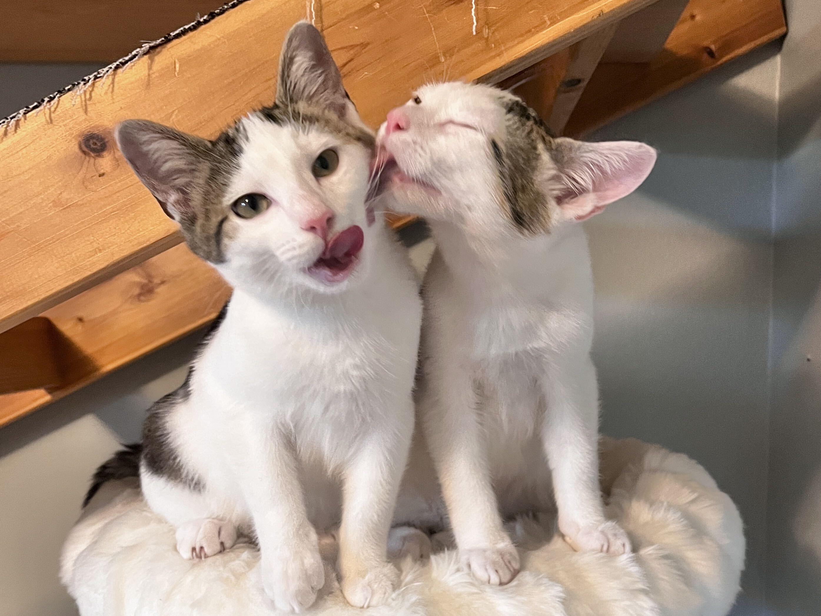 Enlarge Boba and Mochi, a ADOPTABLE Domestic Short Hair in Seattle, WA image 2/6