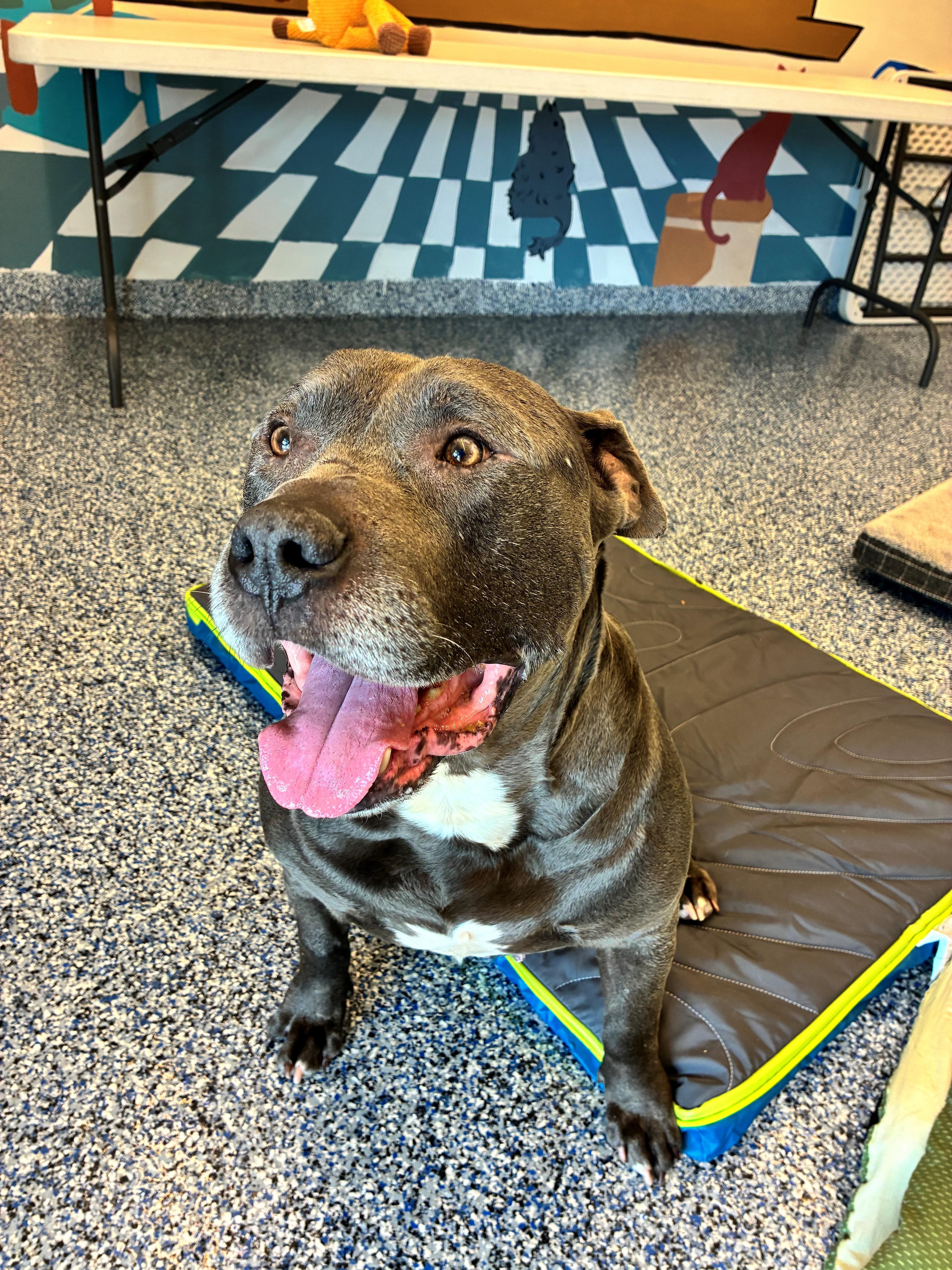 Bubba J, Adopted, Adult Male American Staffordshire Terrier.