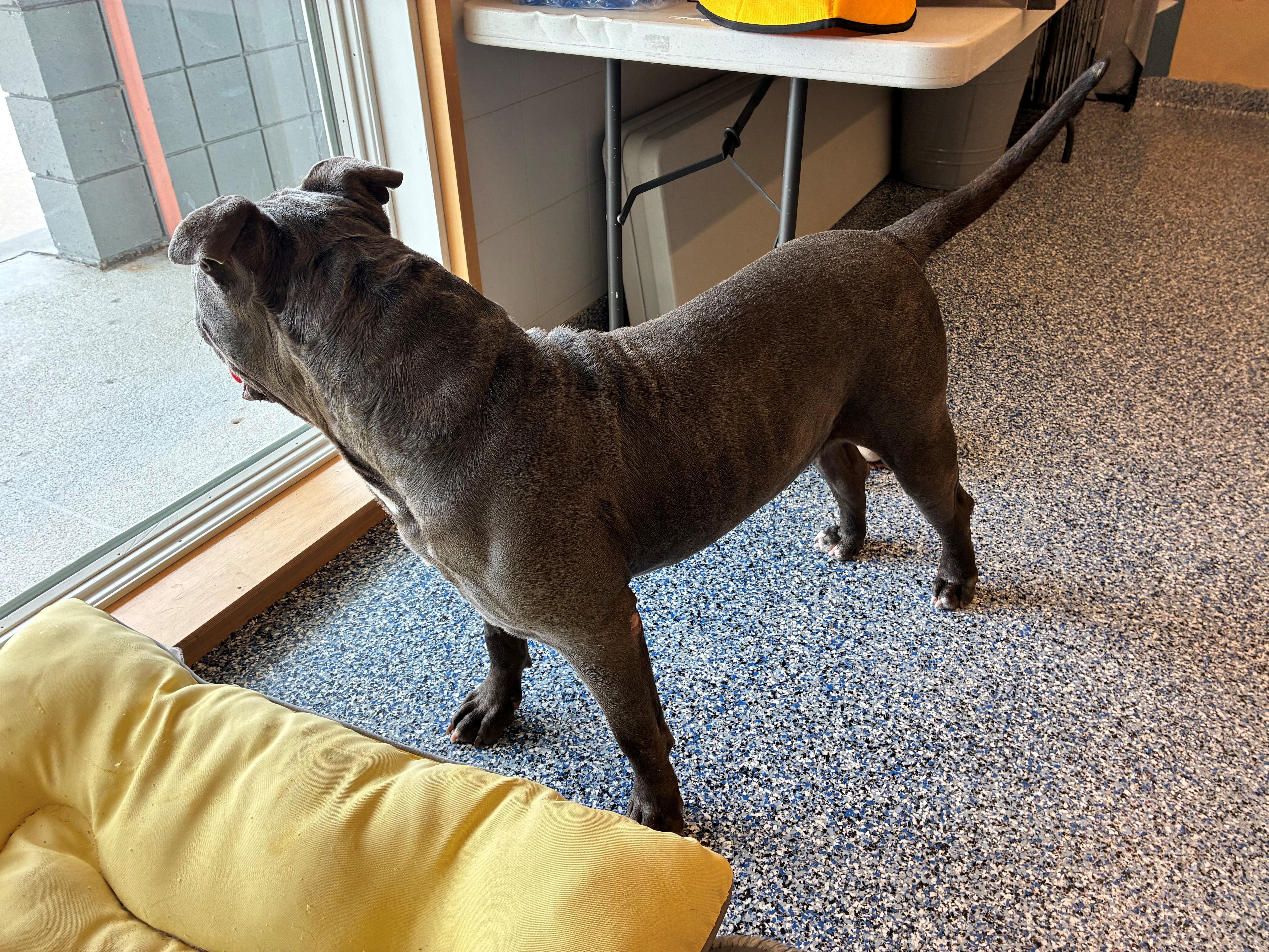 Enlarge Bubba J, a Adopted American Staffordshire Terrier in Westerly, RI image 3/3