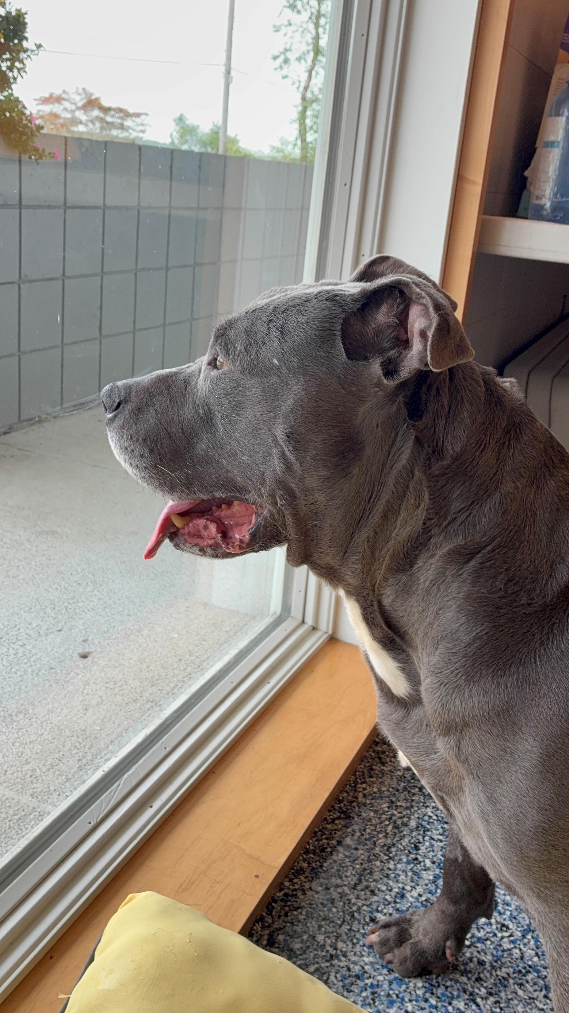 Enlarge Bubba J, a Adopted American Staffordshire Terrier in Westerly, RI image 2/3