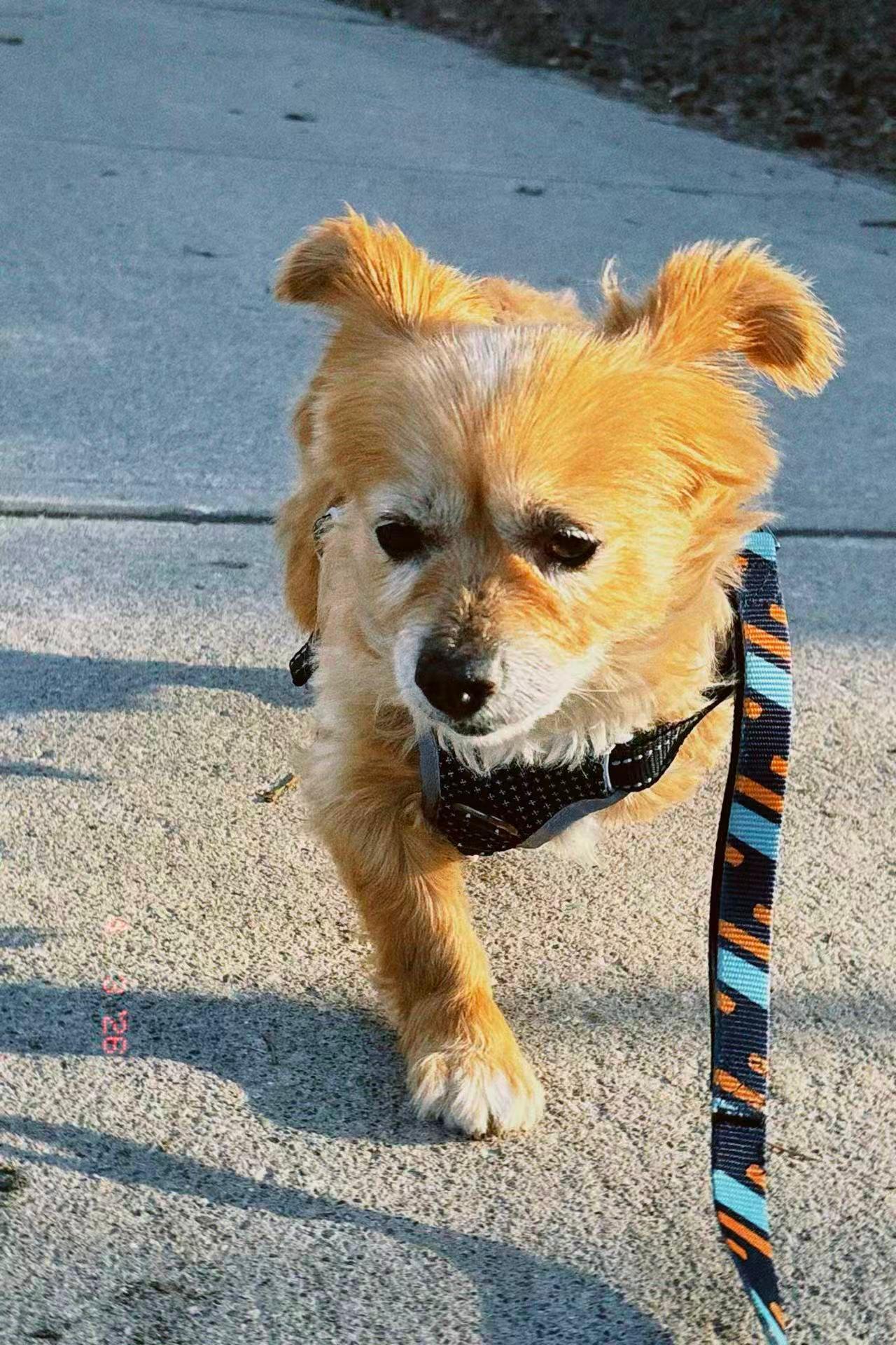 Enlarge Momo, a ADOPTABLE Mixed Breed in Markham, ON image 1/6