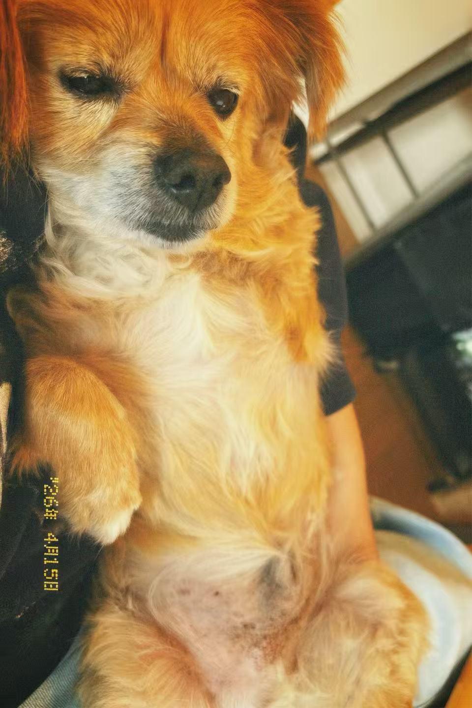 Enlarge Momo, a ADOPTABLE Mixed Breed in Markham, ON image 3/6