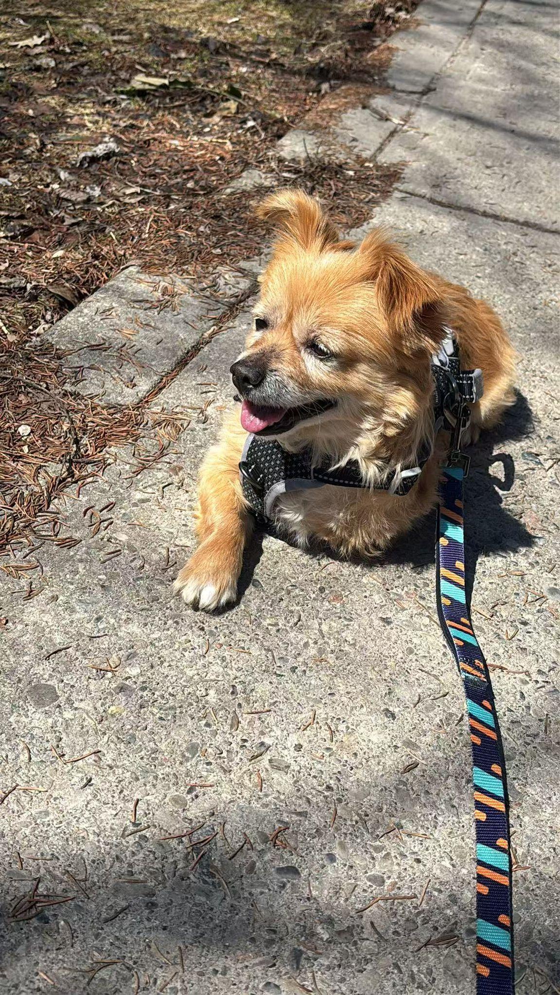 Enlarge Momo, a ADOPTABLE Mixed Breed in Markham, ON image 2/6