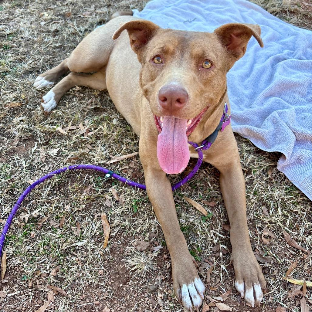 Enlarge Siren, a Adoptable mixed breed in Greenville, SC image 1/5