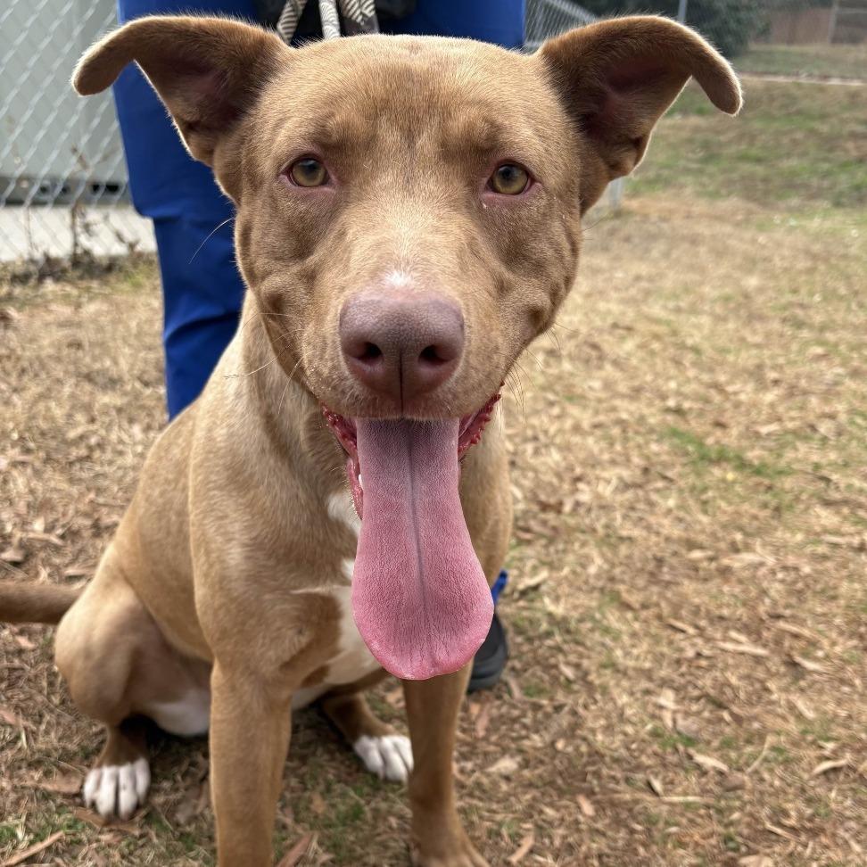 Enlarge Siren, a Adoptable mixed breed in Greenville, SC image 2/6