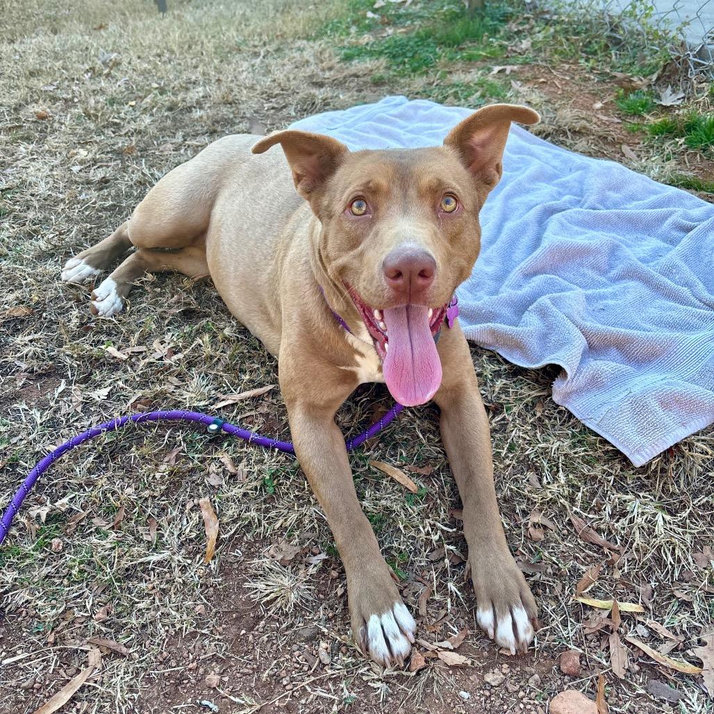 Enlarge Siren, a Adoptable mixed breed in Greenville, SC image 2/5