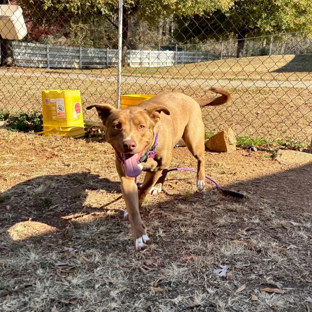Enlarge Siren, a Adoptable mixed breed in Greenville, SC image 4/5