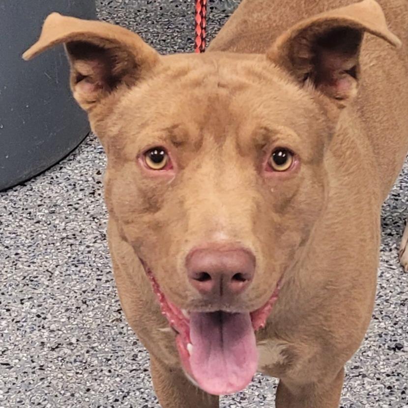 Enlarge Siren, a Adoptable mixed breed in Greenville, SC image 5/5