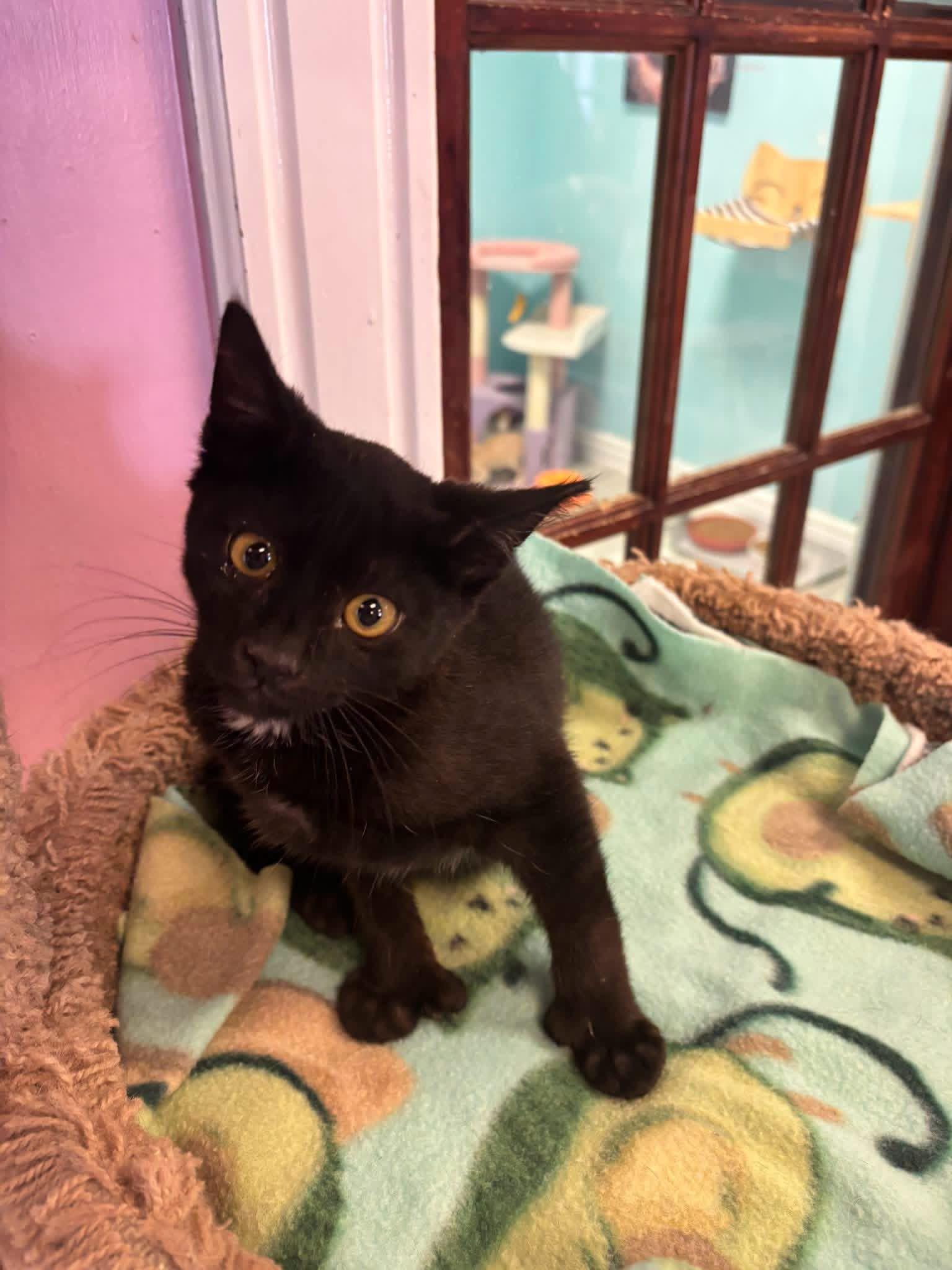 Bean, adopted, Young Male Domestic Short Hair.