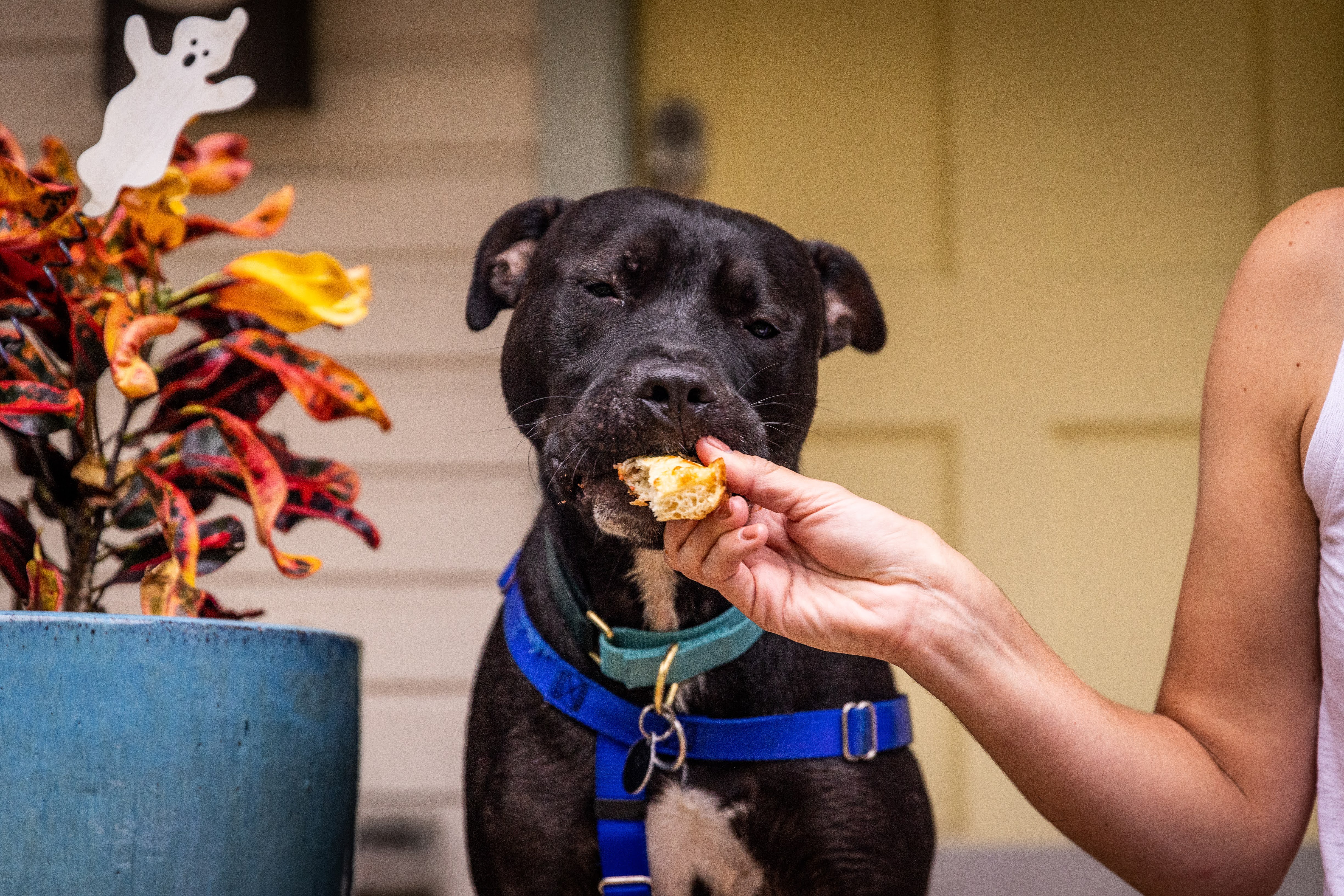 Enlarge Beau, a Adoptable mixed breed in Georgetown, TX image 8/12
