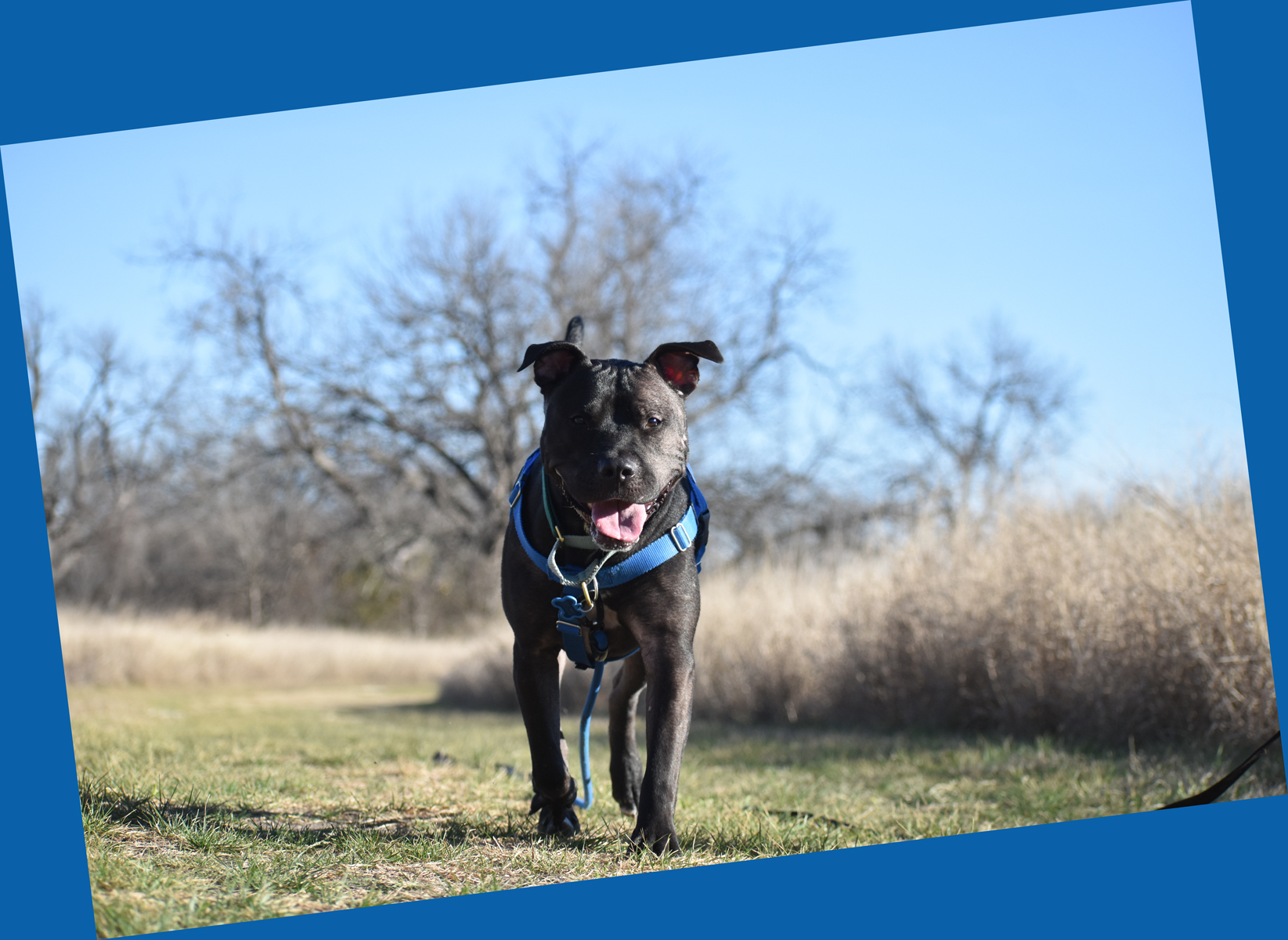 Enlarge Beau, a Adoptable mixed breed in Georgetown, TX image 9/12