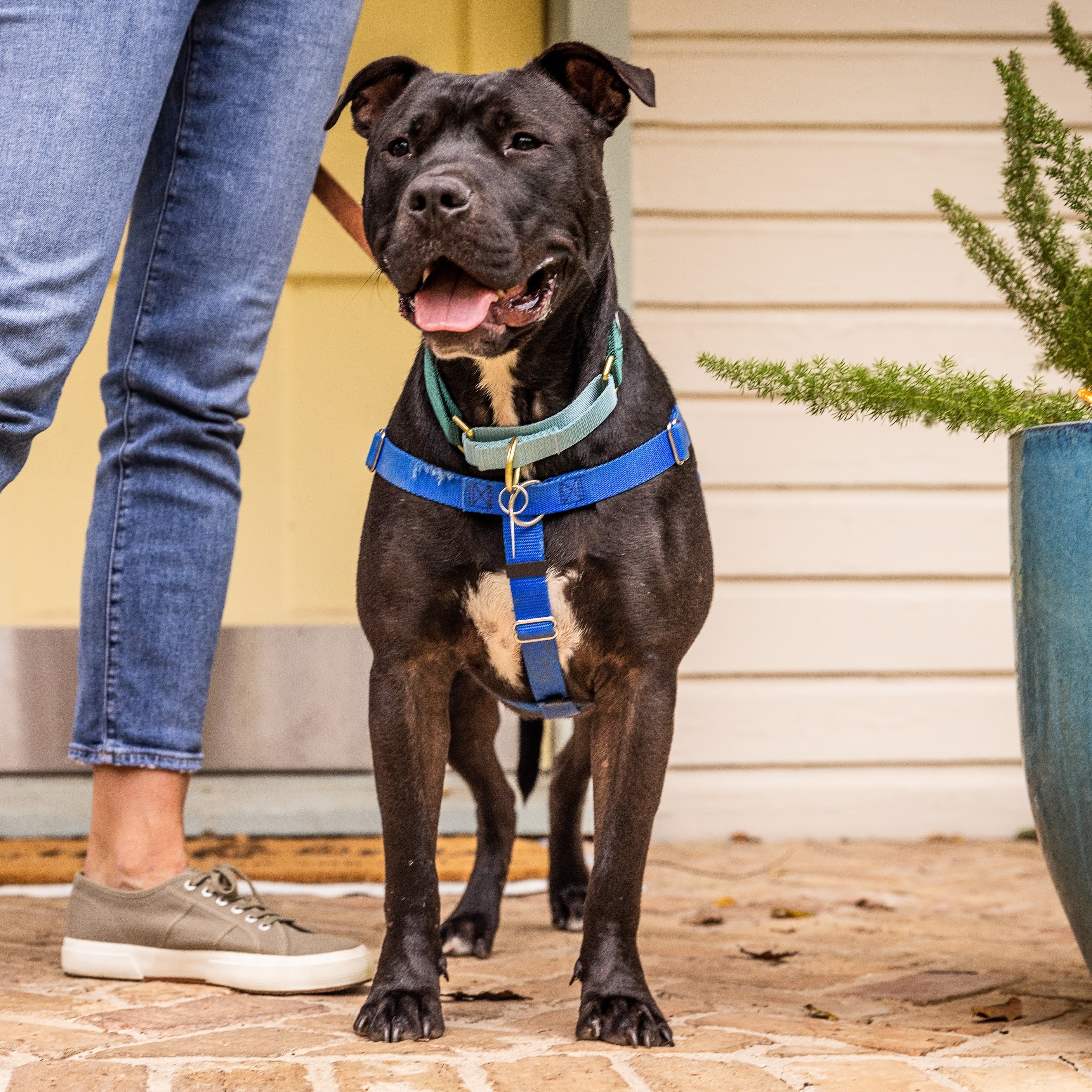 Enlarge Beau, a Adoptable mixed breed in Georgetown, TX image 10/12