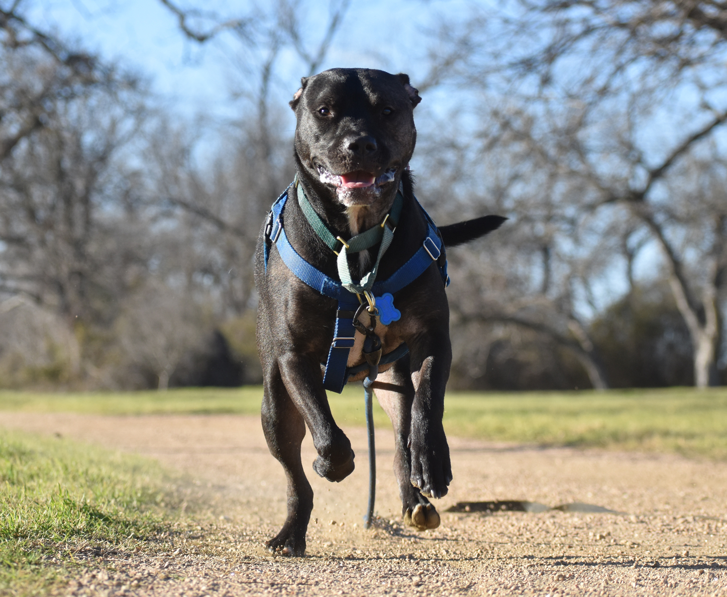 Enlarge Beau, a Adoptable mixed breed in Georgetown, TX image 11/12