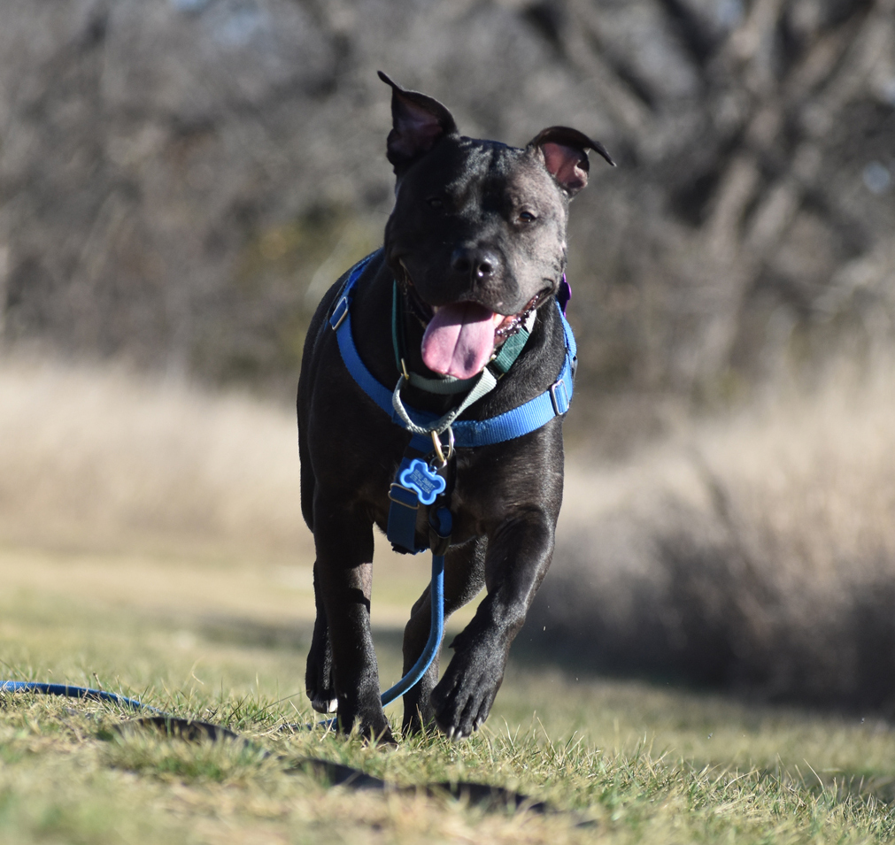 Beau, a Adoptable mixed breed in Georgetown, TX image 1/12