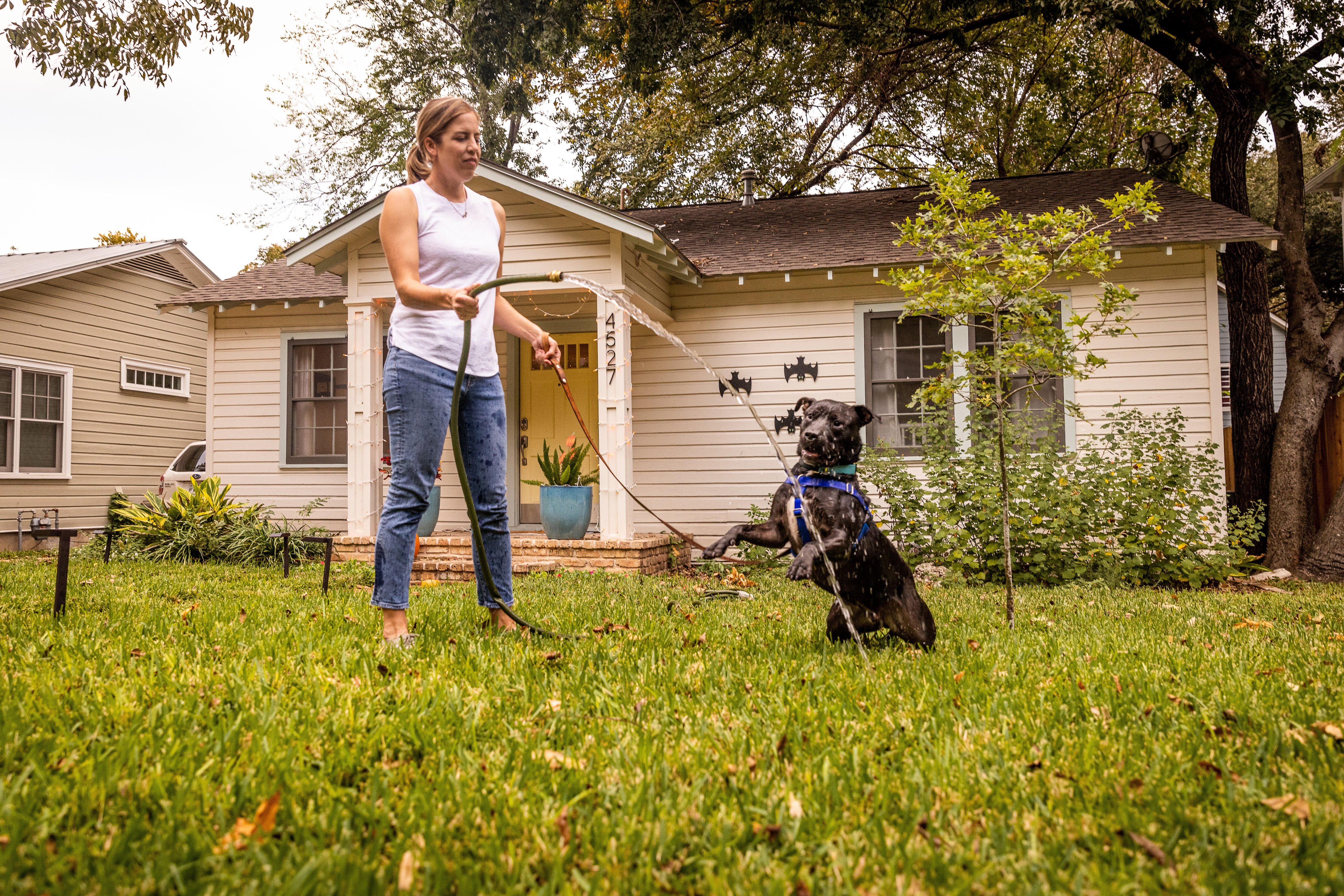 Enlarge Beau, a Adoptable mixed breed in Georgetown, TX image 12/12