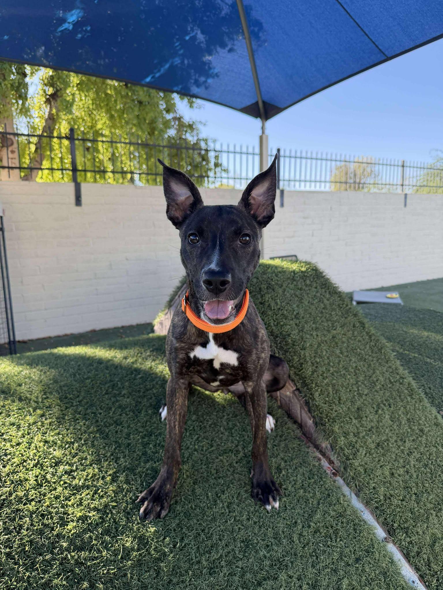 Enlarge Raine, a Adopted Shepherd in Phoenix, AZ image 1/3