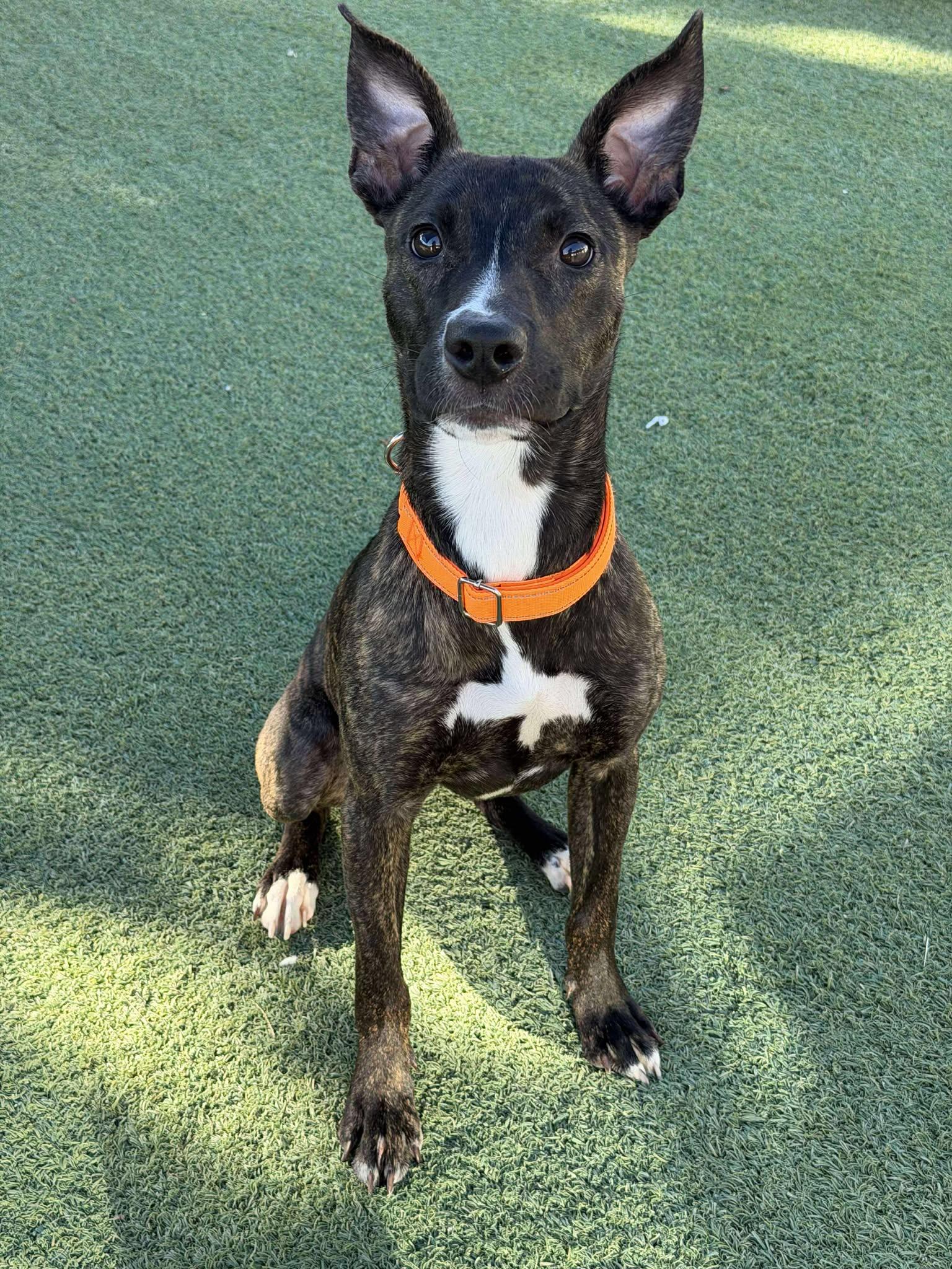 Enlarge Raine, a Adopted Shepherd in Phoenix, AZ image 2/3