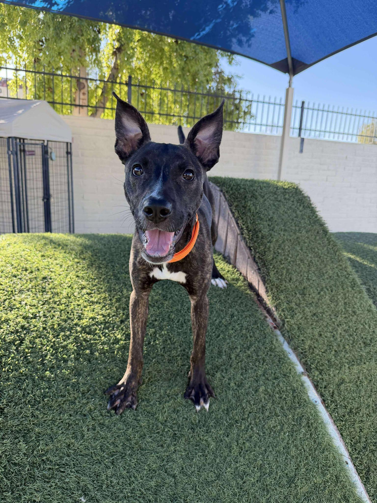 Enlarge Raine, a Adopted Shepherd in Phoenix, AZ image 3/3