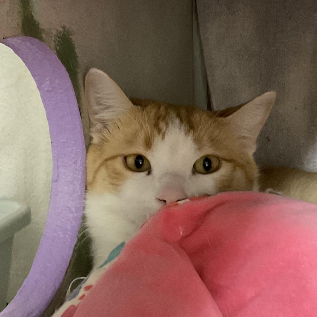 Enlarge Calvin, a Adoptable Domestic Short Hair in Colorado Springs, CO image 1/1