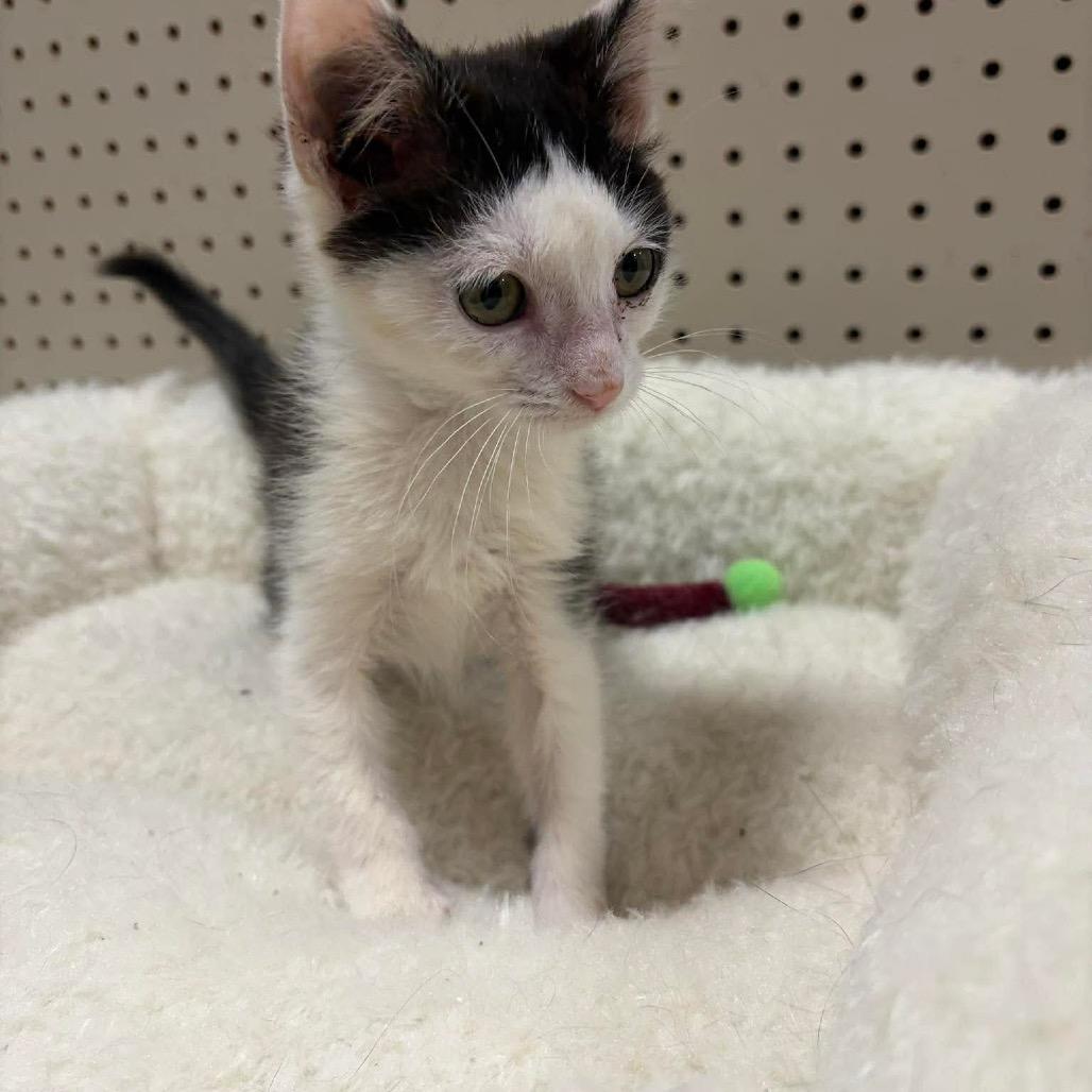 Enlarge Corriente, a Adoptable Domestic Short Hair in Brevard, NC image 1/2