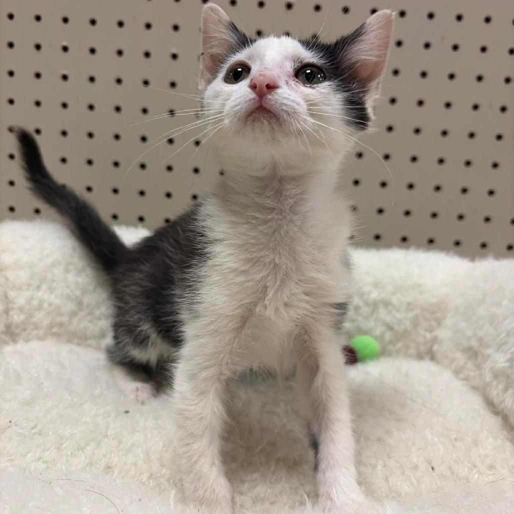 Enlarge Corriente, a Adoptable Domestic Short Hair in Brevard, NC image 2/2