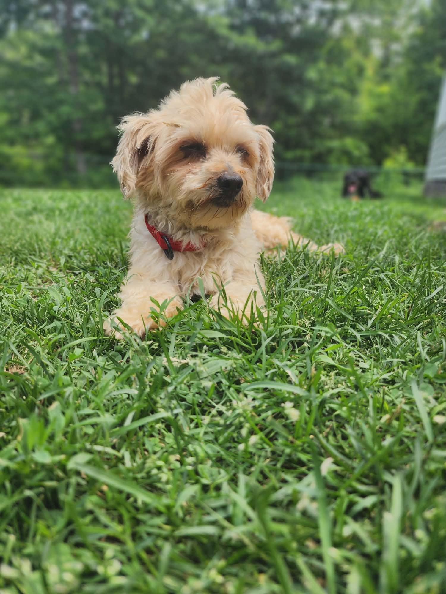 Gabby, a ADOPTABLE Havanese in Brunswick, ME image 5/5