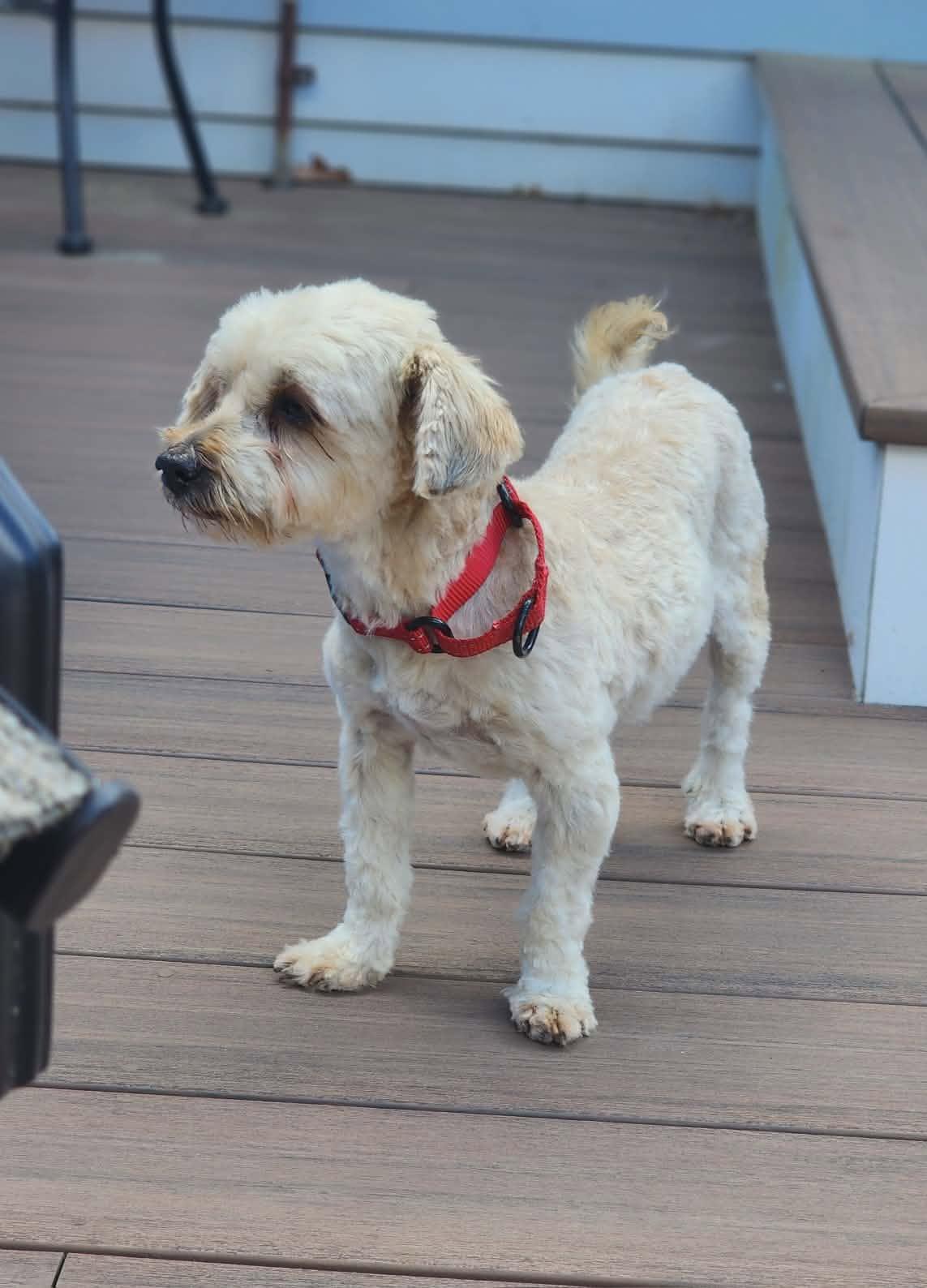 Gabby, a ADOPTABLE Havanese in Brunswick, ME image 2/5