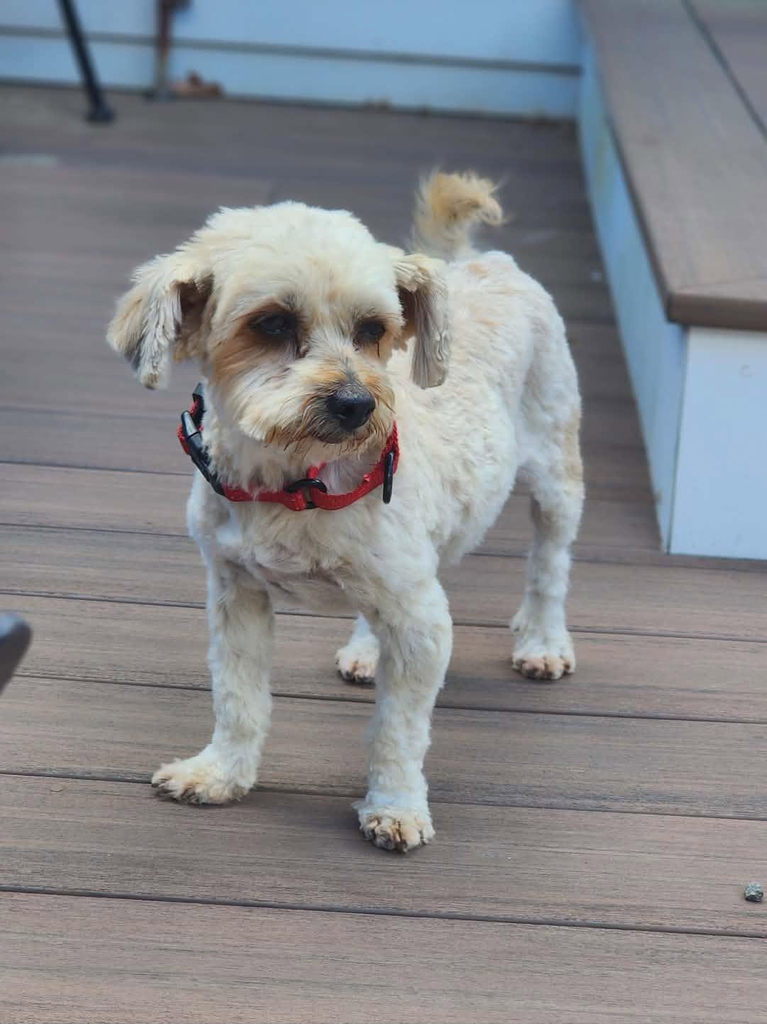 Gabby, a ADOPTABLE Havanese in Brunswick, ME image 1/5