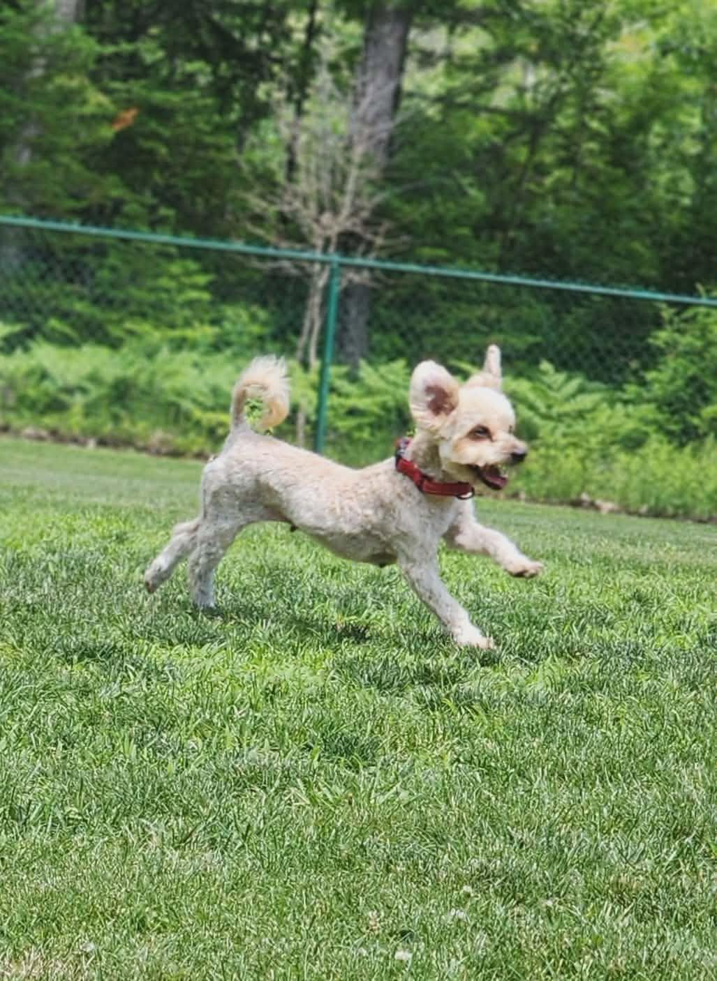 Gabby, a ADOPTABLE Havanese in Brunswick, ME image 4/5