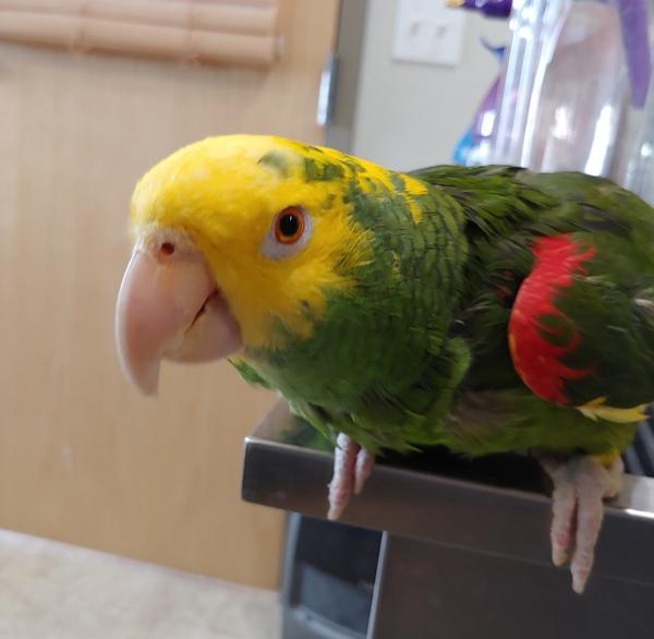 Maverick, Adoptable, Senior Male Amazon.