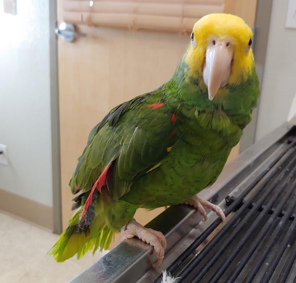 Maverick, a Adoptable Amazon in Elizabeth, CO image 2/2