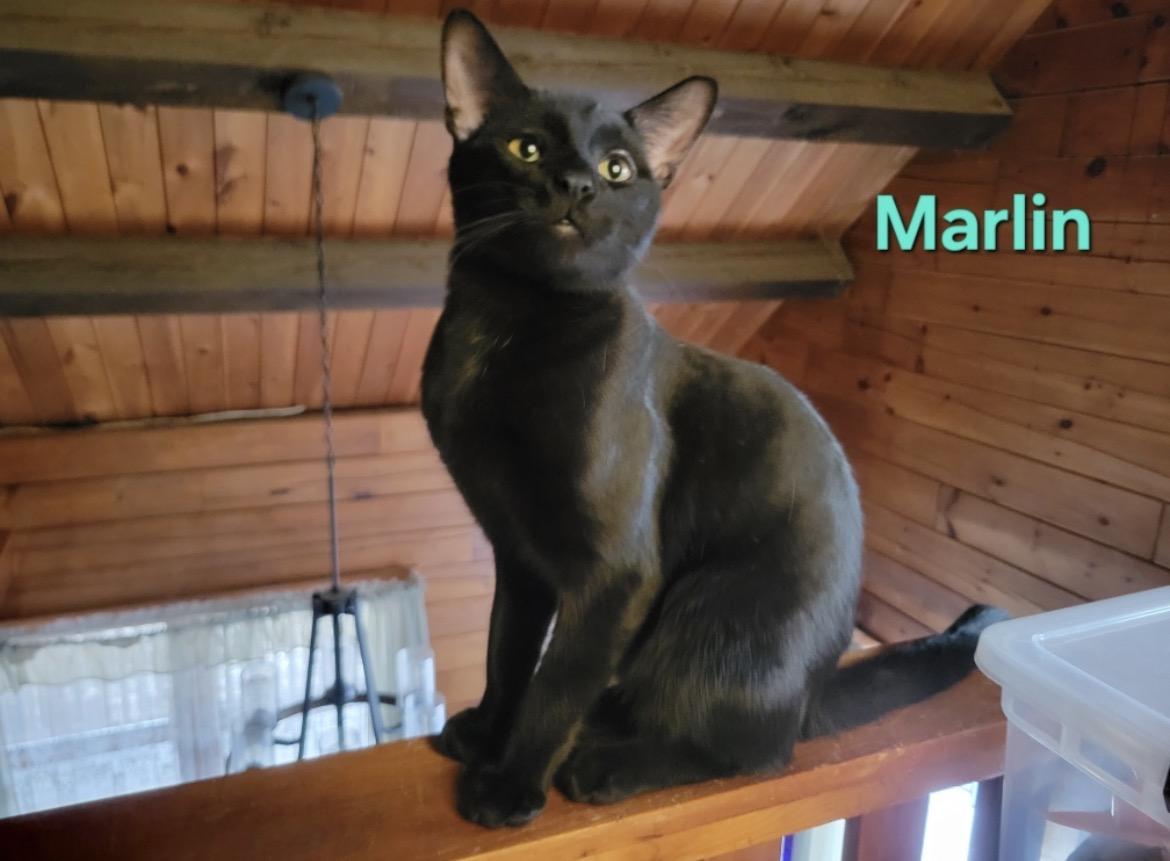 Enlarge Marlin, an adopted Domestic Short Hair in Lemoyne, PA image 1/1