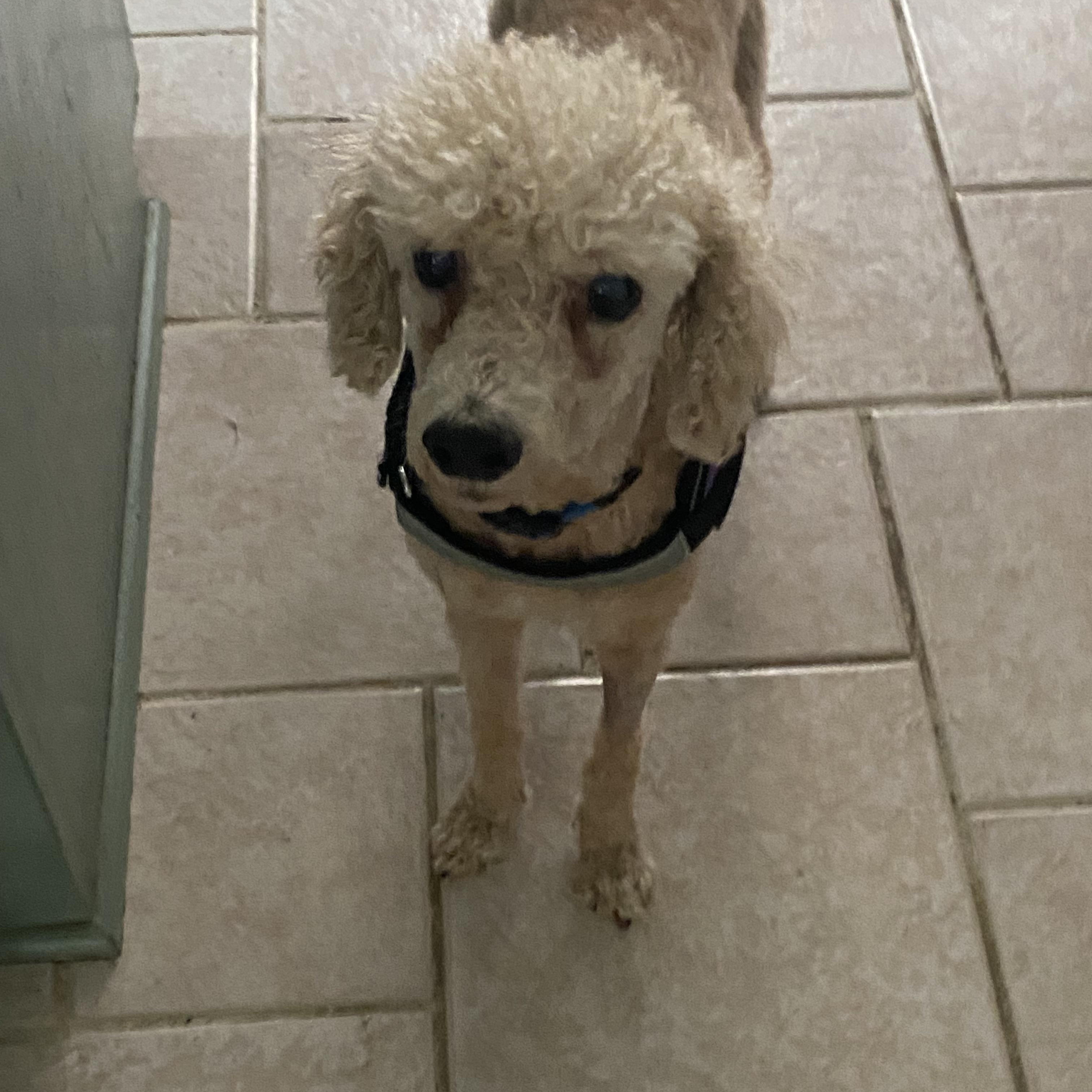 Louie, a ADOPTABLE Poodle in Baker, LA image 4/6