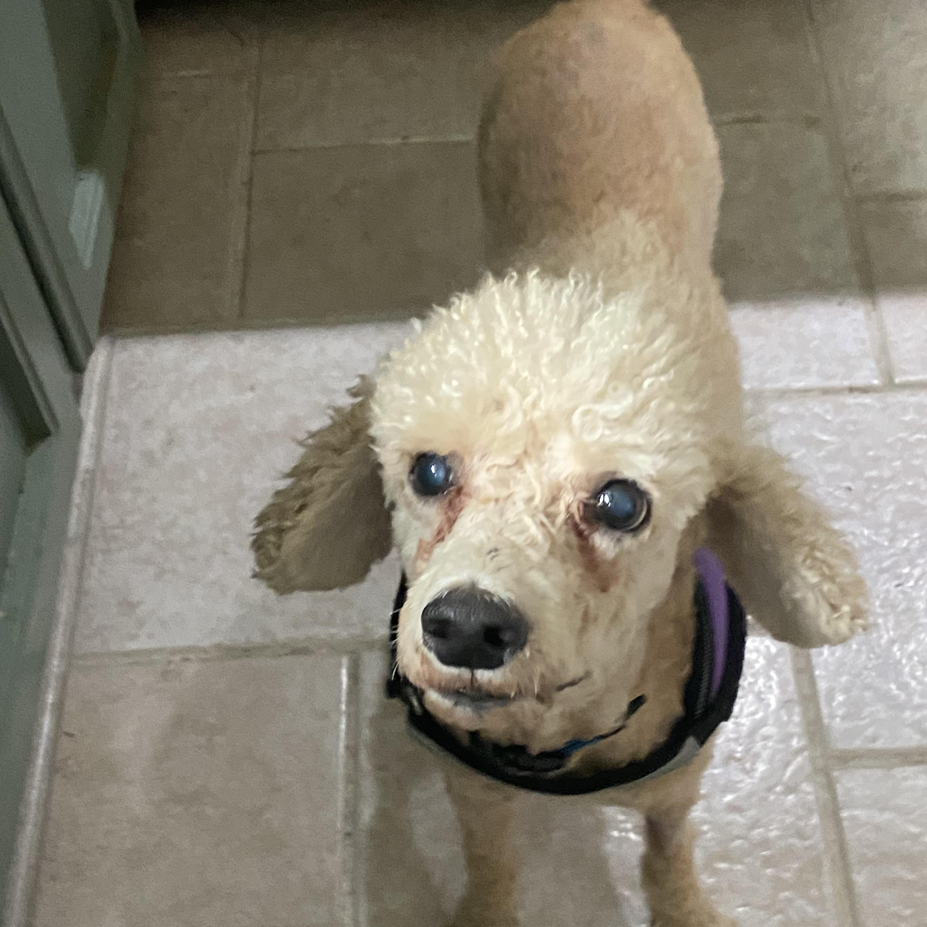 Louie, a ADOPTABLE Poodle in Baker, LA image 1/6