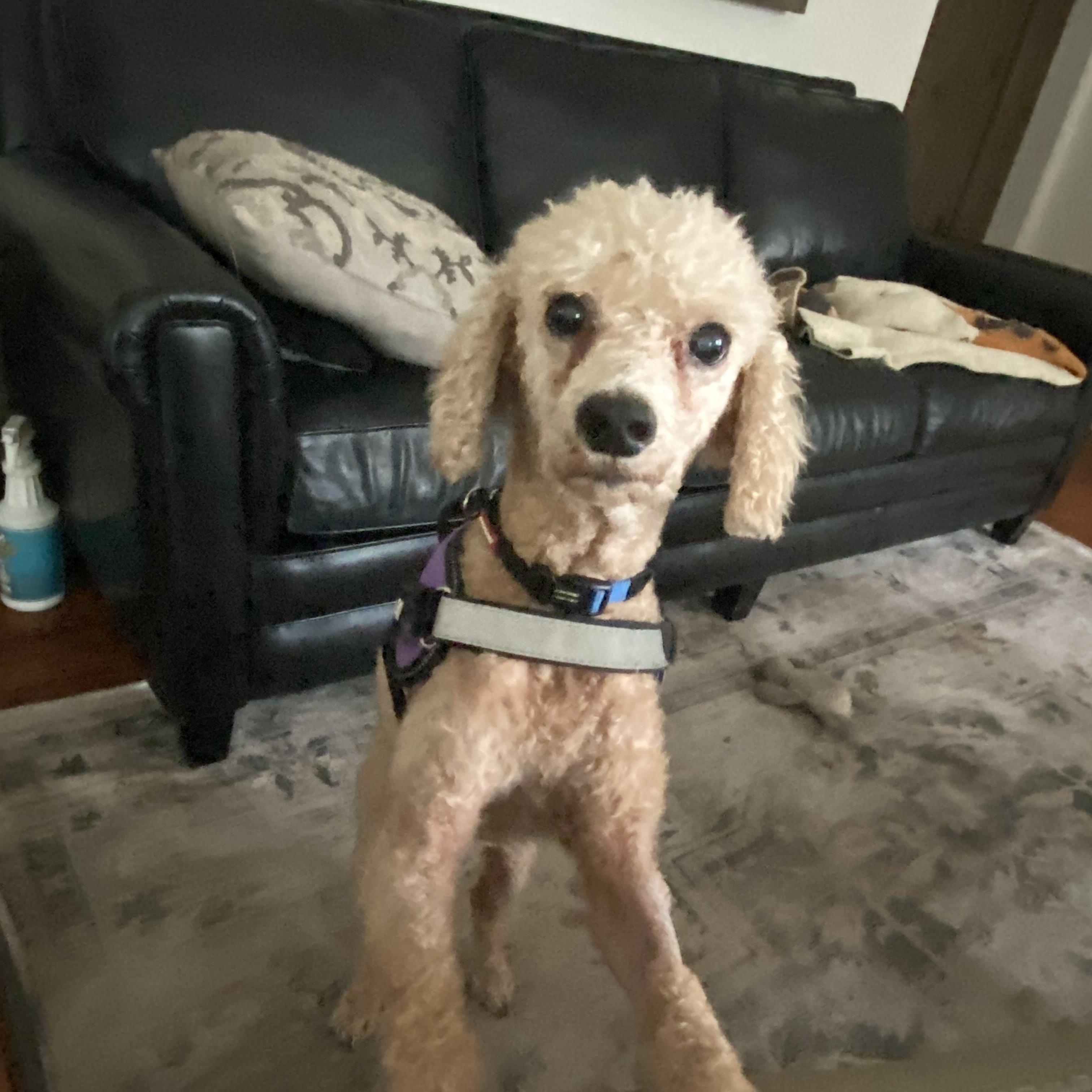 Louie, a ADOPTABLE Poodle in Baker, LA image 2/6