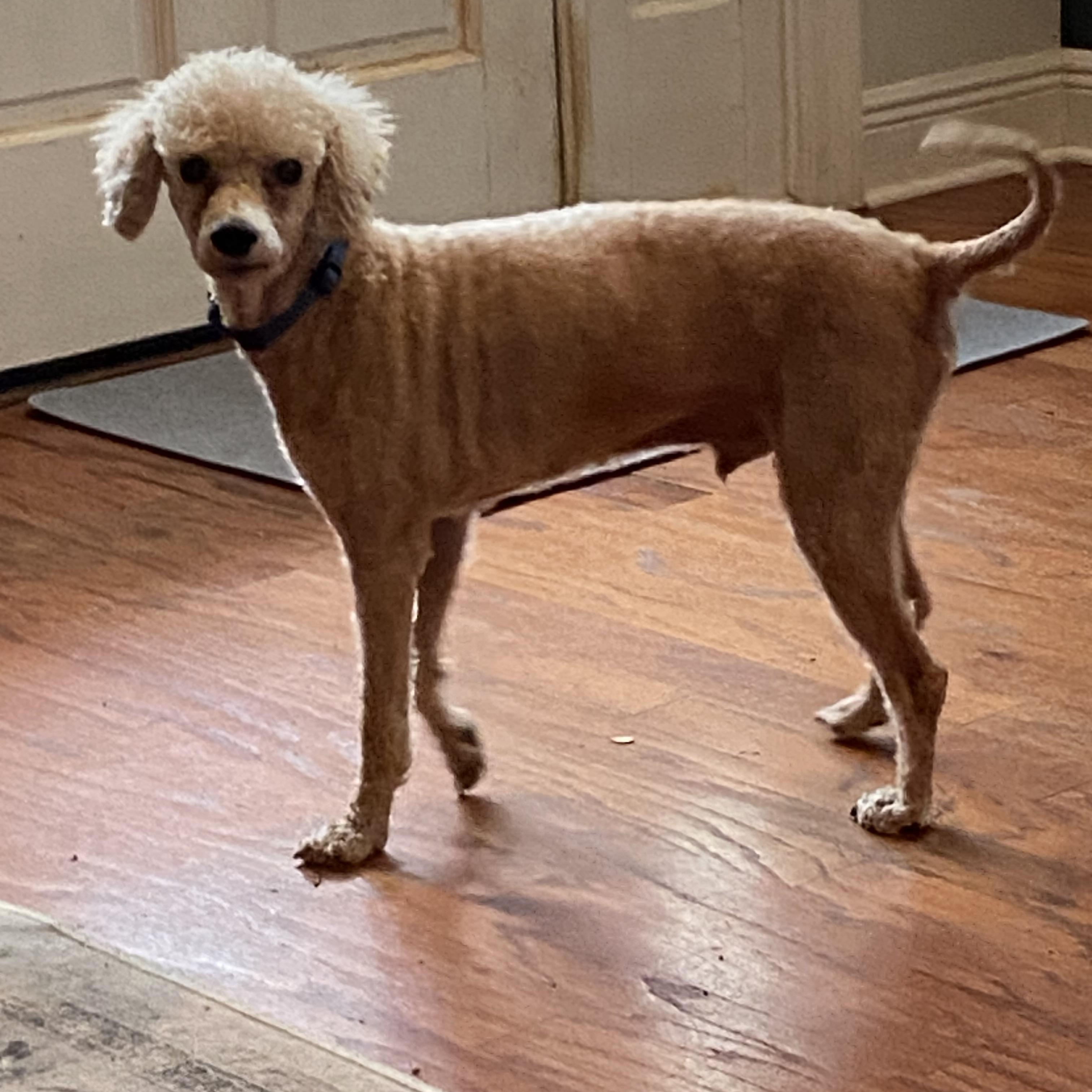 Louie, a ADOPTABLE Poodle in Baker, LA image 6/6