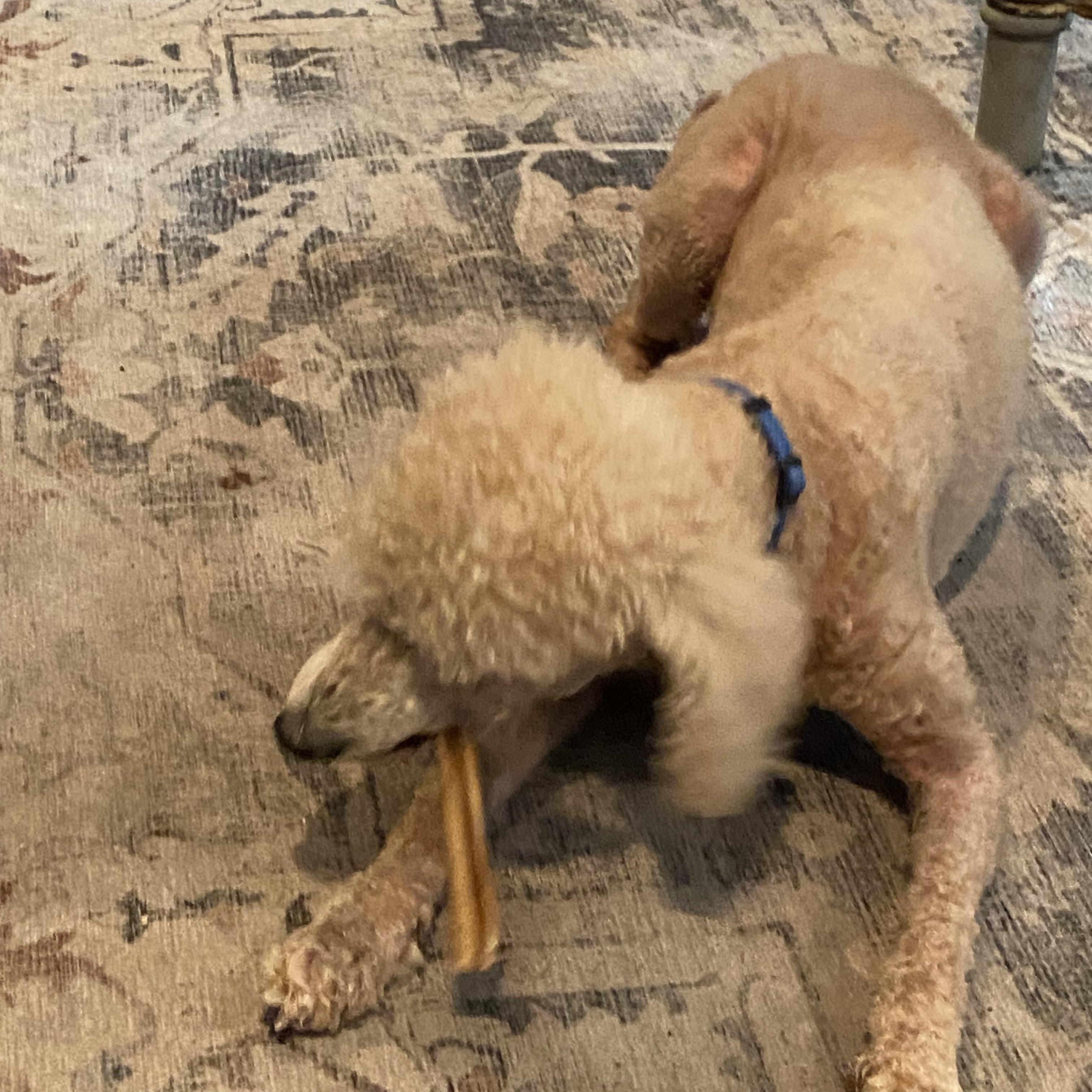 Louie, a ADOPTABLE Poodle in Baker, LA image 5/6