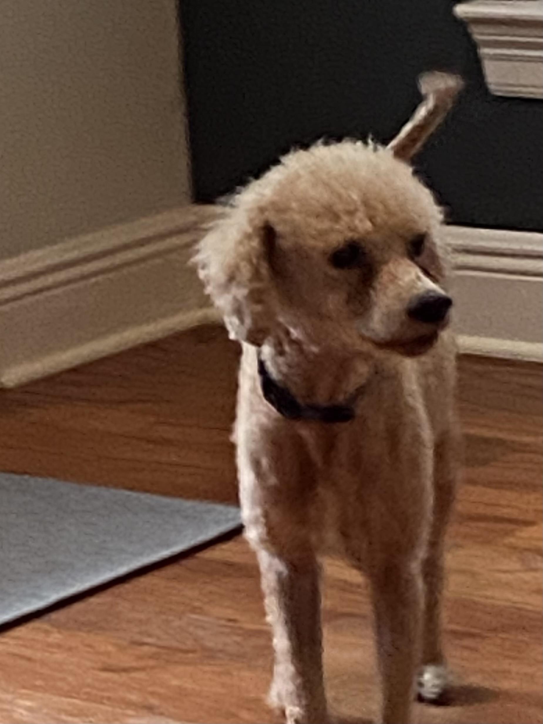 Louie, a ADOPTABLE Poodle in Baker, LA image 3/6