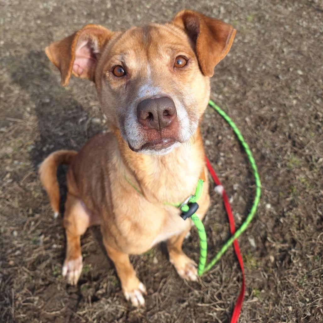 Holly, adoptable, Adult Female Mixed Breed.