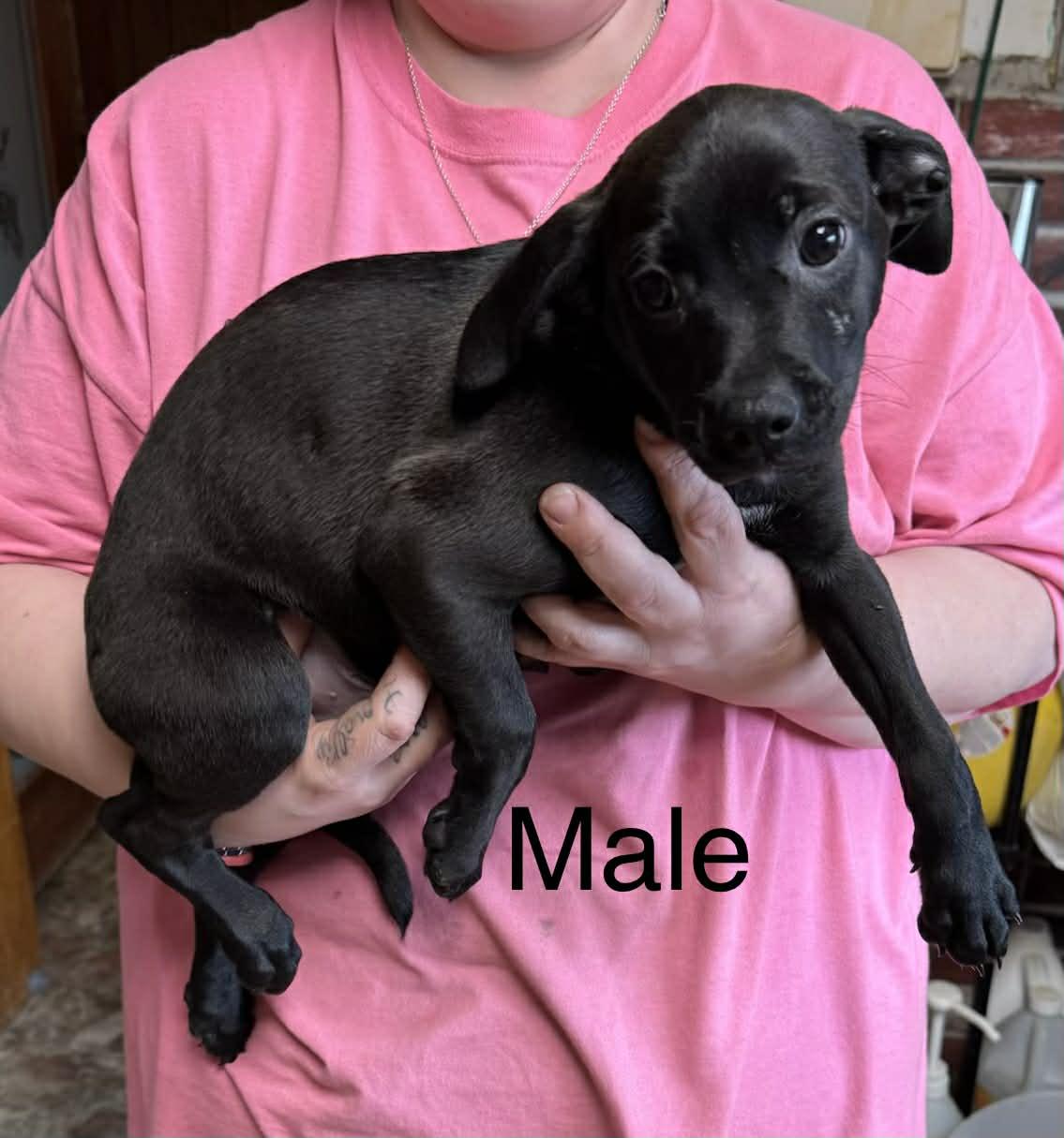 2 male chiweenies, ADOPTABLE, Young Male Chiweenie.